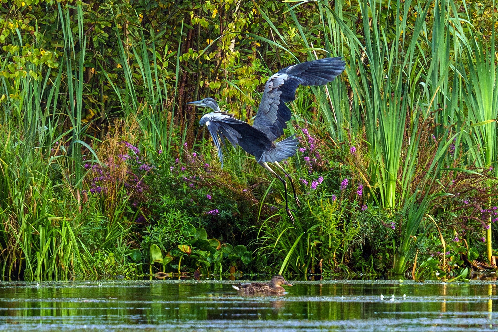 Удивительные мир птиц. Вокруг нас столько прекрасного — присмотритесь!. Ваш личный фотограф Марина Волкова