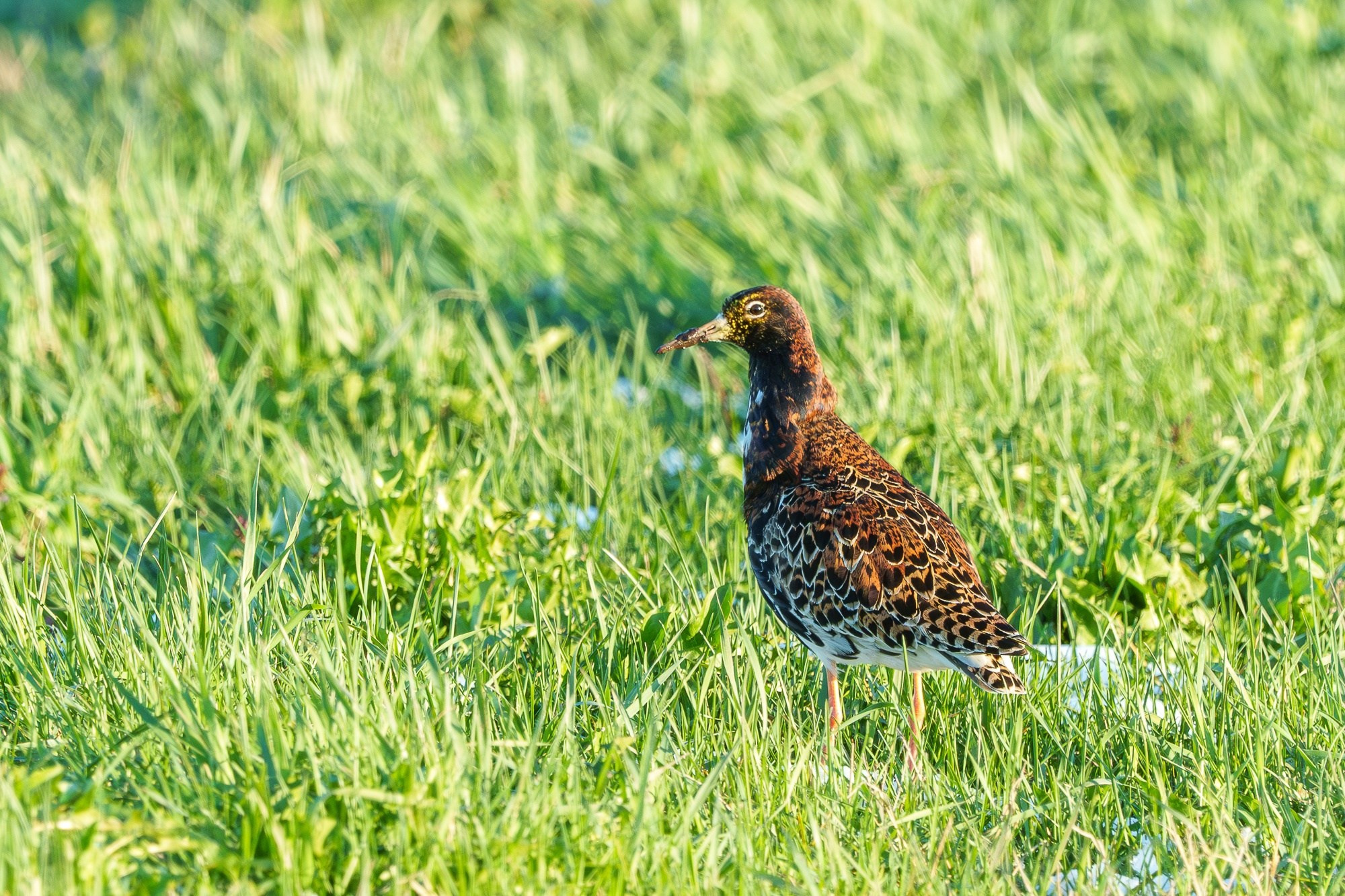 Удивительные мир птиц. Вокруг нас столько прекрасного — присмотритесь!. Ваш личный фотограф Марина Волкова
