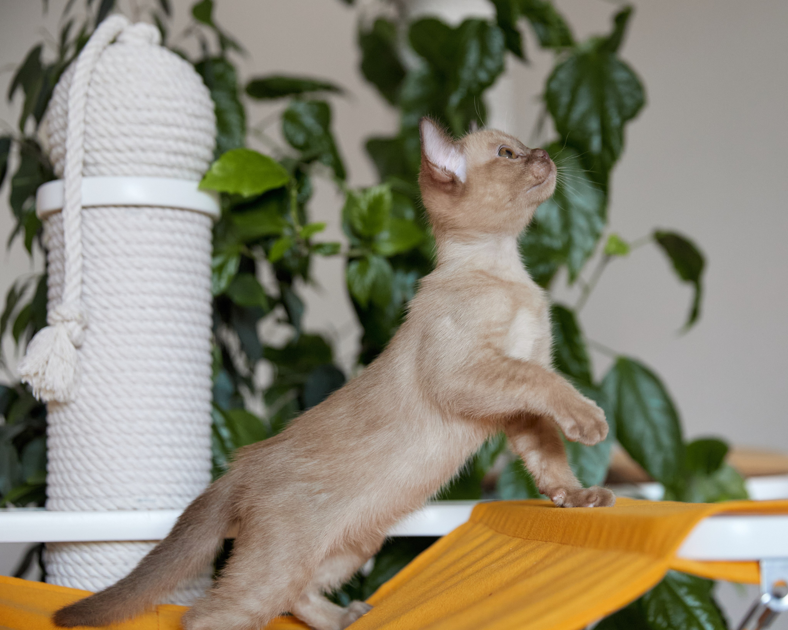 Afina (Магнитогорск). Питомник «Bouncy Life»