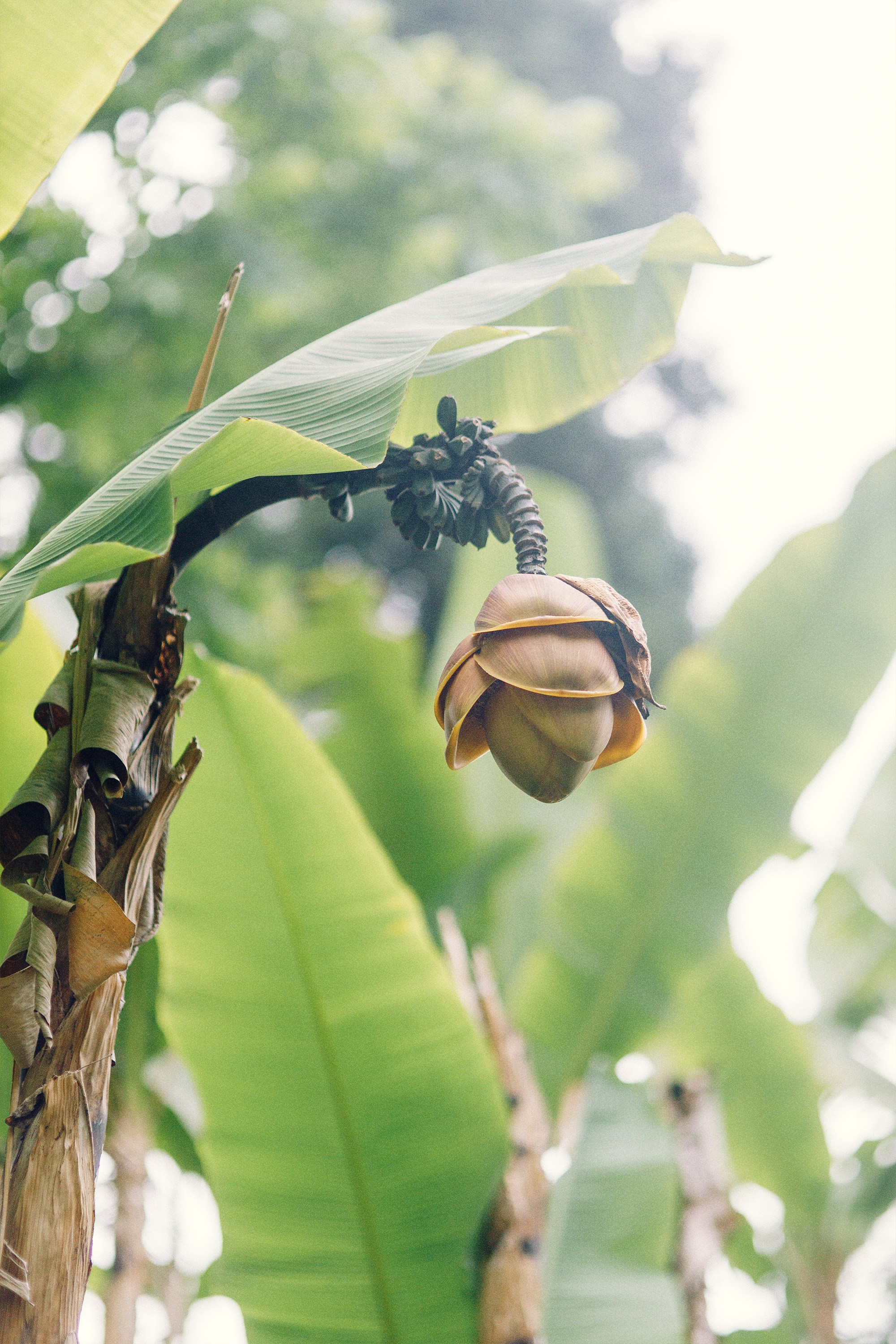 Свадебная съемка в Батуми