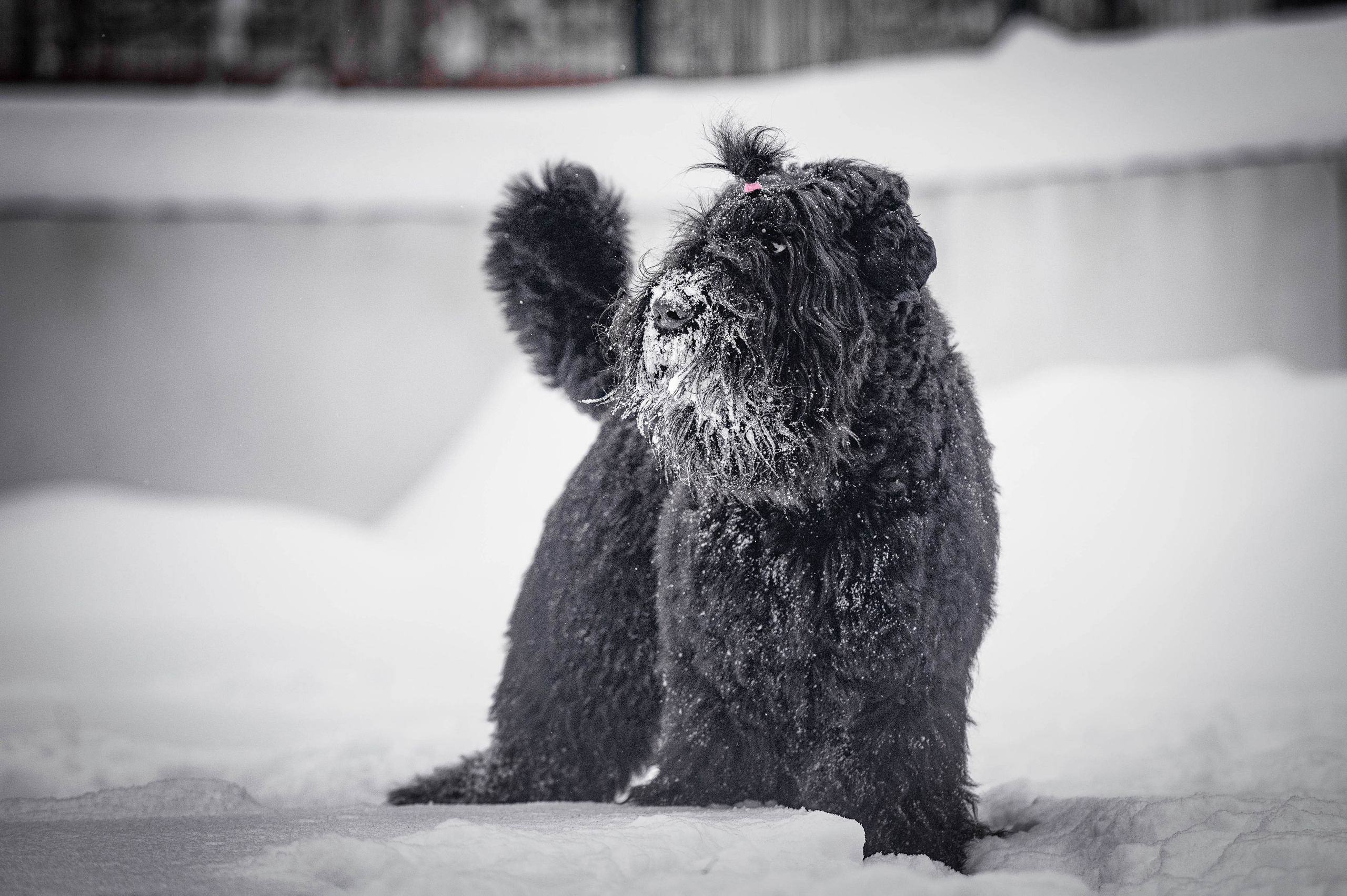 Клео. Фотограф-анималист