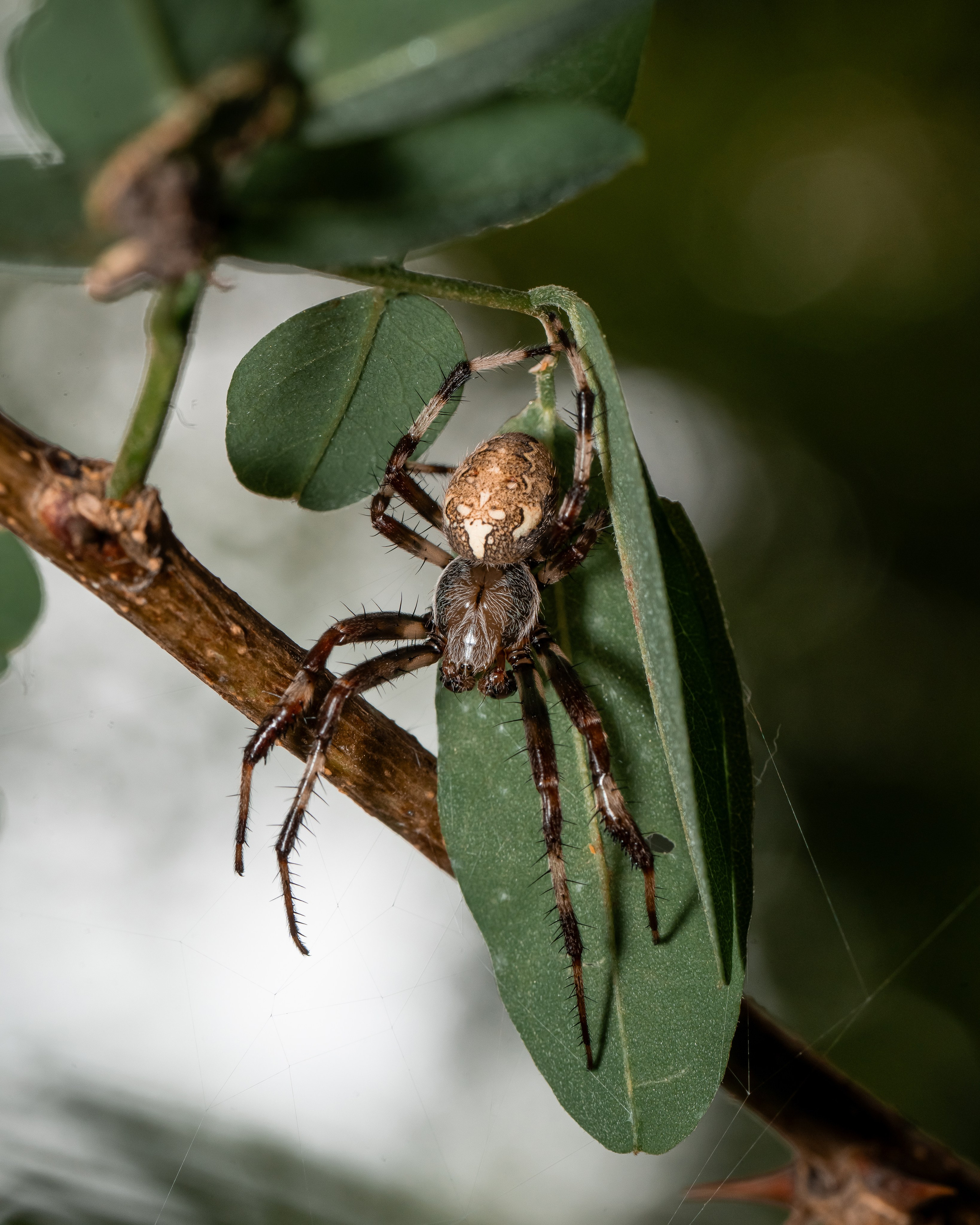 МАКРО. Фотограф в Алматы Артемий Матюнин