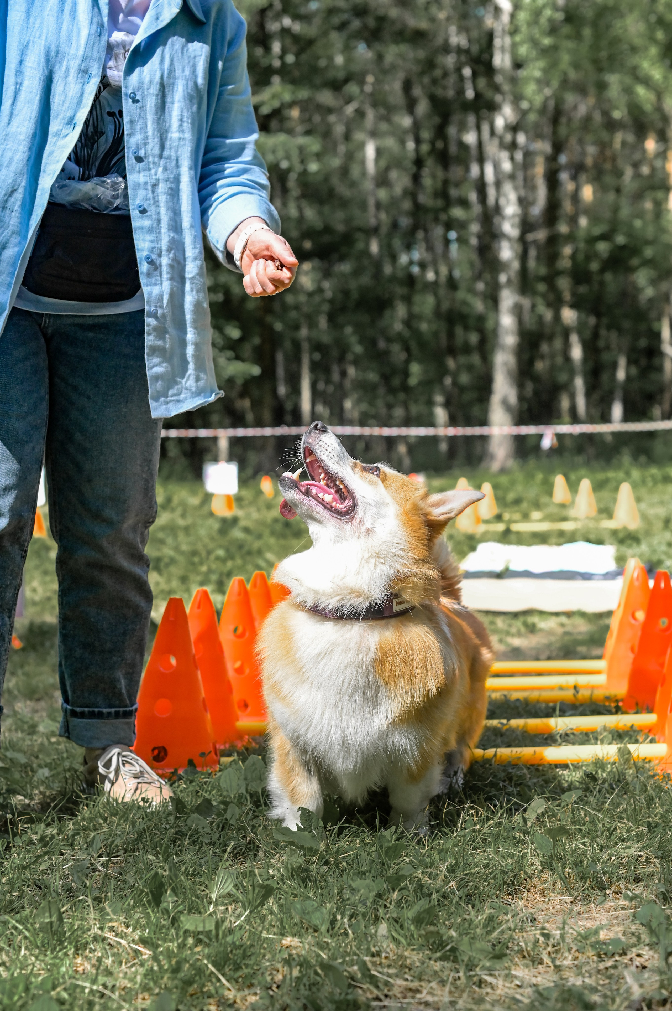 Кинологические соревнования. Семейный и репортажный фотограф в Москве Анастасия Трубкина