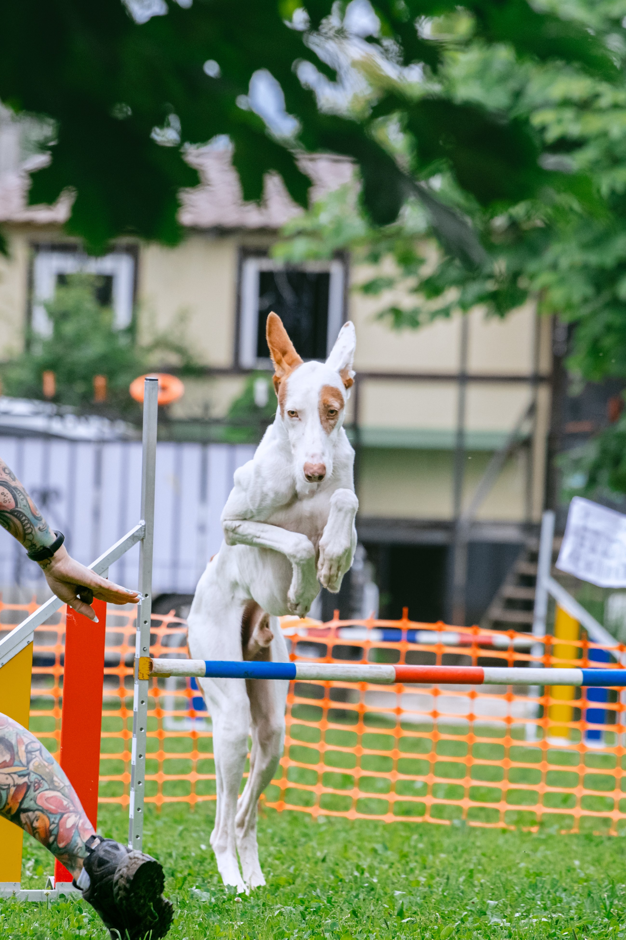 Соревнования по аджилити Долгопрудный 30.06.2025. Фотограф-анималист Татьяна Степанова