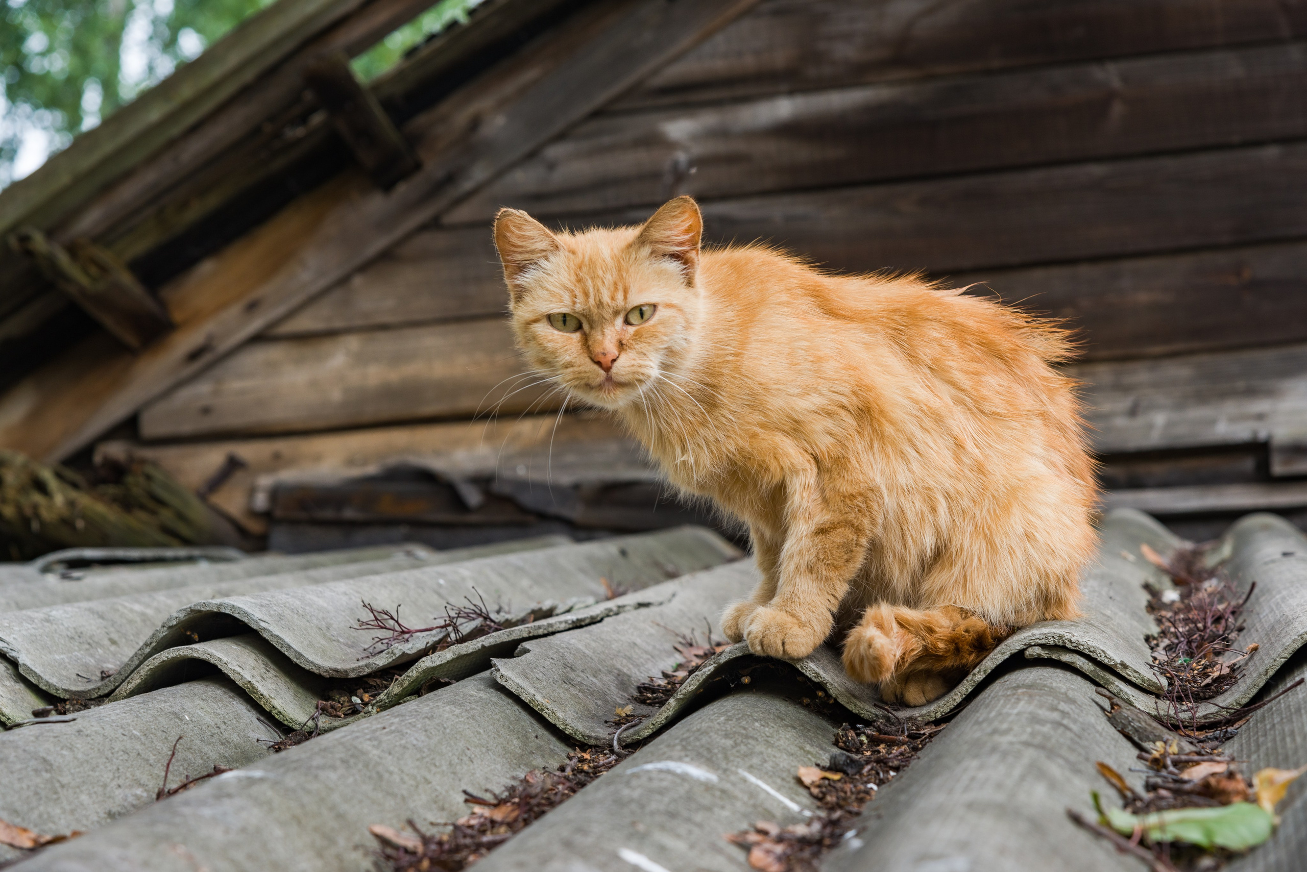 Углич — один из городов Золотого кольца России. Пейзажный фотограф Сергей Пестерев. Фото природы