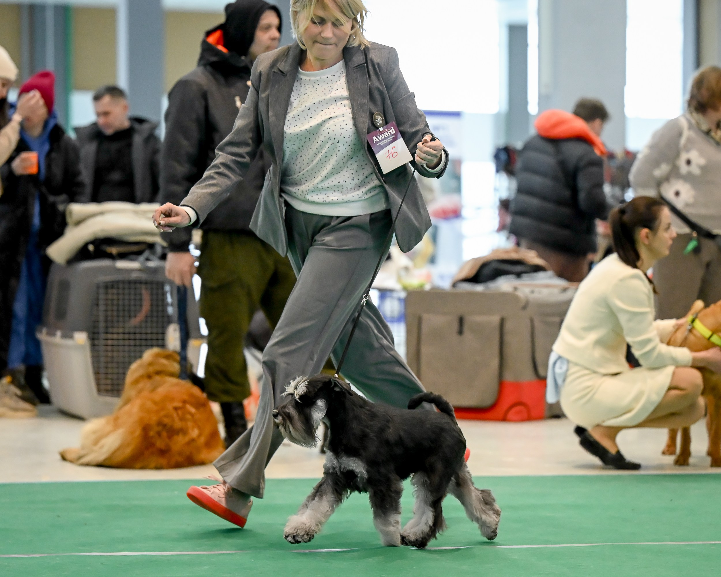 Цафир/ Delinso Balance Сzafir Lumier. Питомник цвергшнауцеров в Беларуси «Делинсо Бэлэнс»