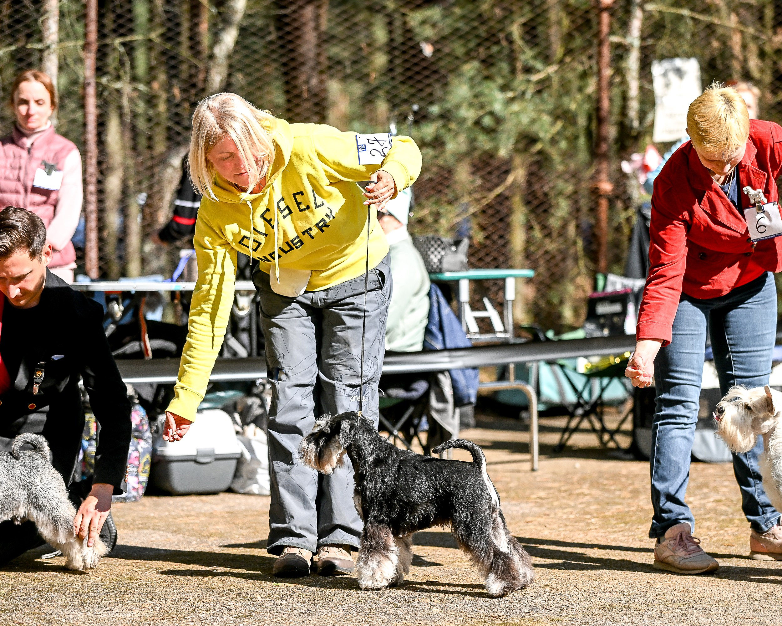 Харли/ Delinso Balance Ultima Gail. Питомник цвергшнауцеров в Беларуси «Делинсо Бэлэнс»