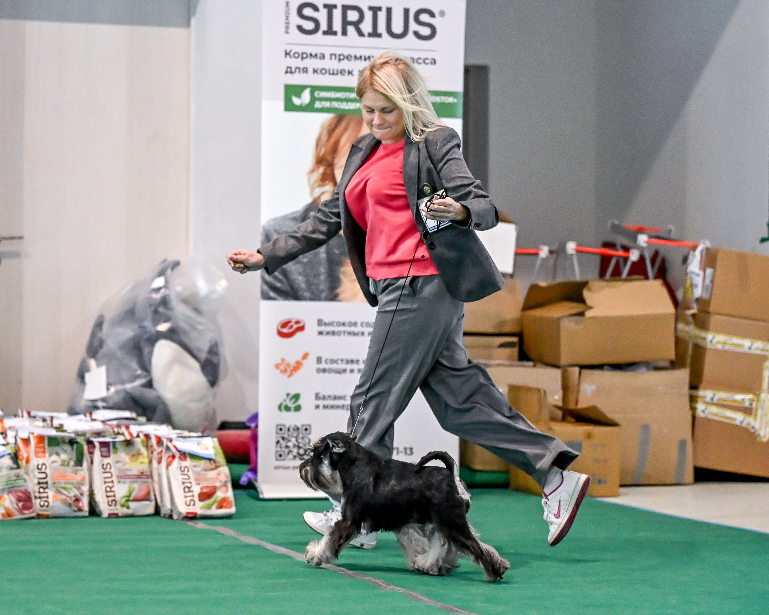 Бъянка/ Delinso Balance Cinzano Bianco. Питомник цвергшнауцеров в Беларуси «Делинсо Бэлэнс»