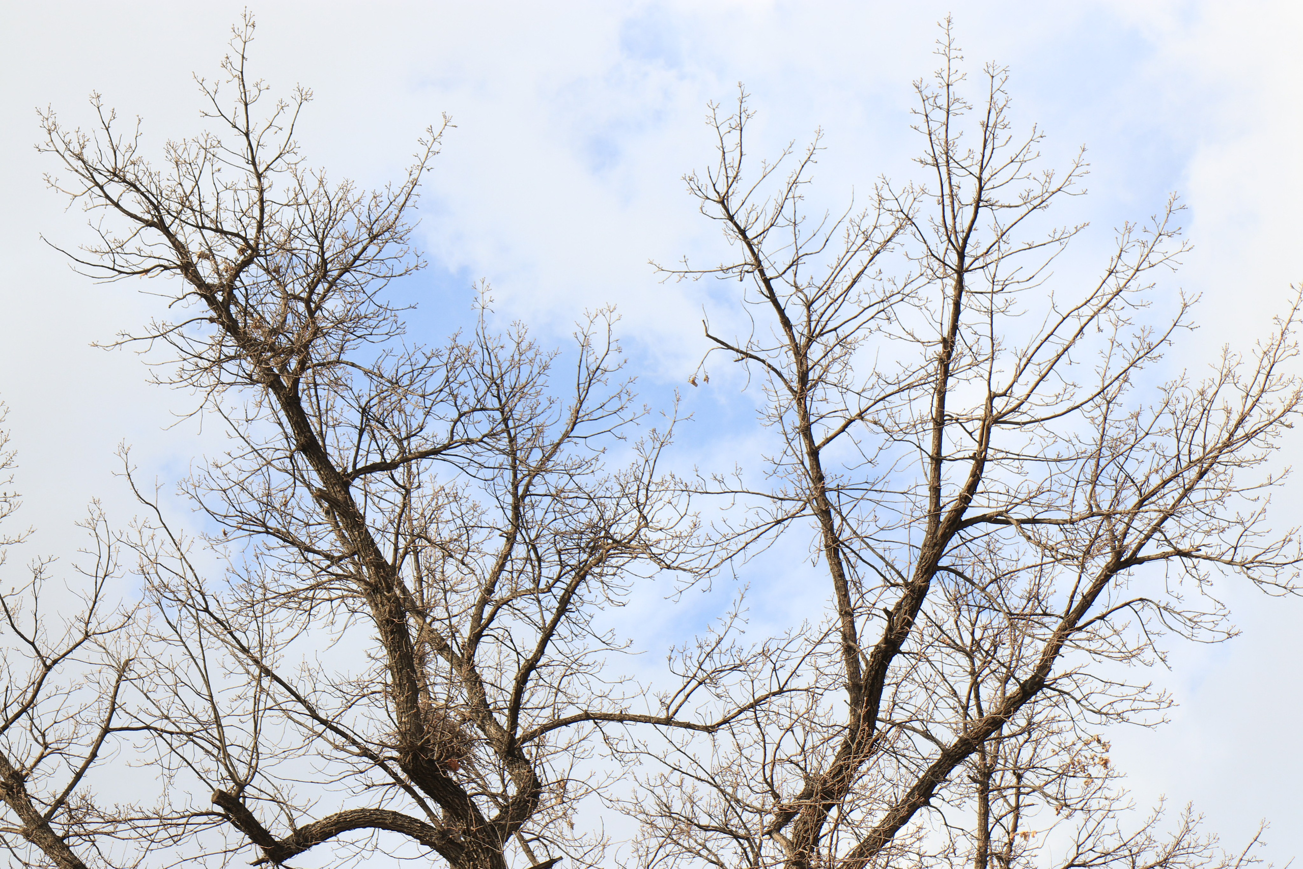 Любимое. Фотограф в Санкт-Петербурге Анна Сосновская