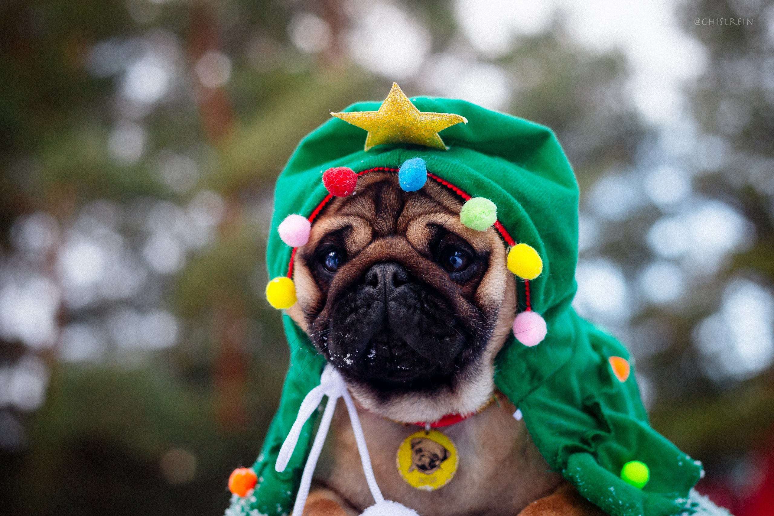 Новогоднее настроение. Роза. Фотограф-анималист Наталия Чистюхина в г. Сосновый Бор и ЛО