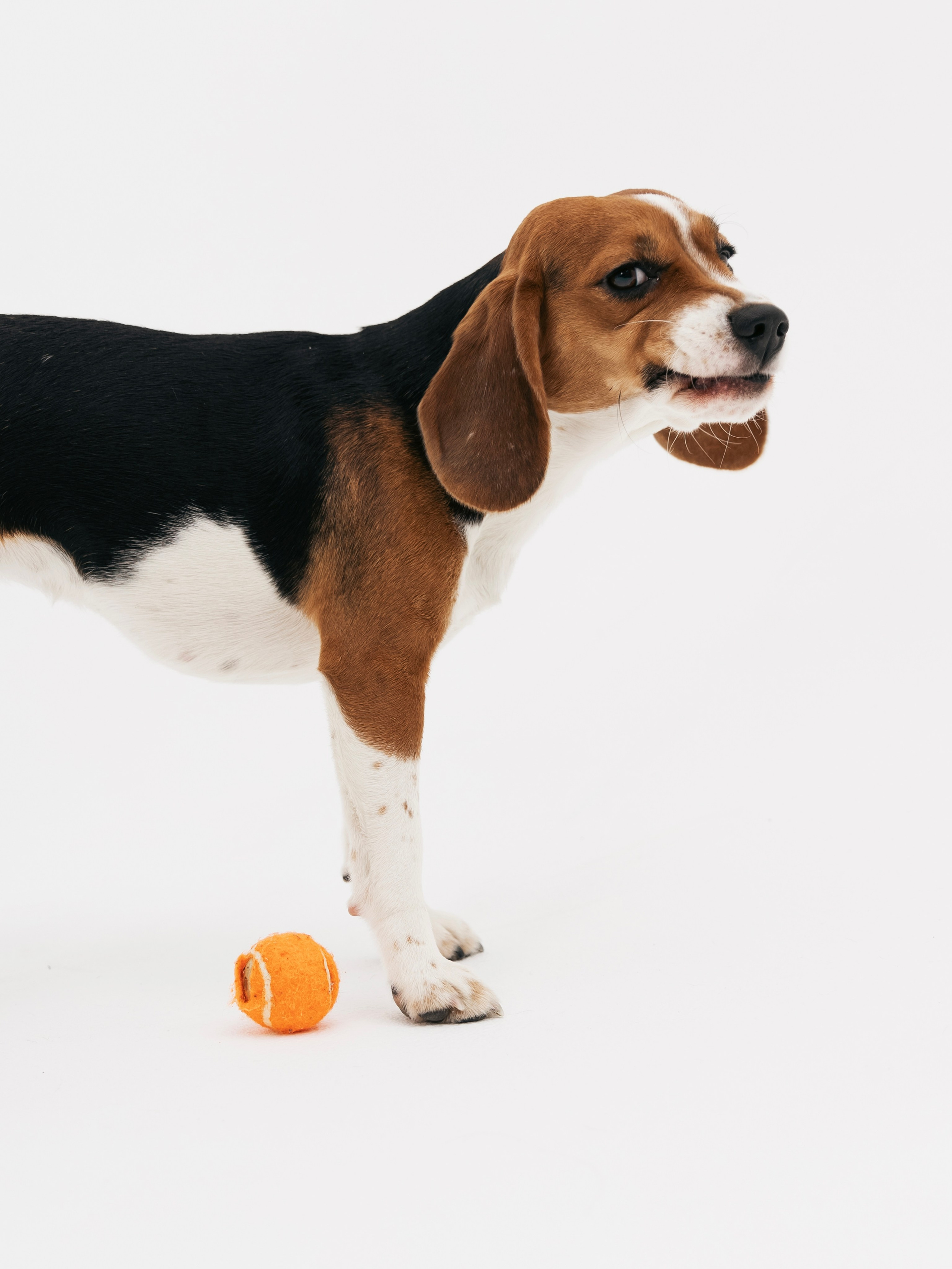 Биглемания. DRIPSTOCK MAG