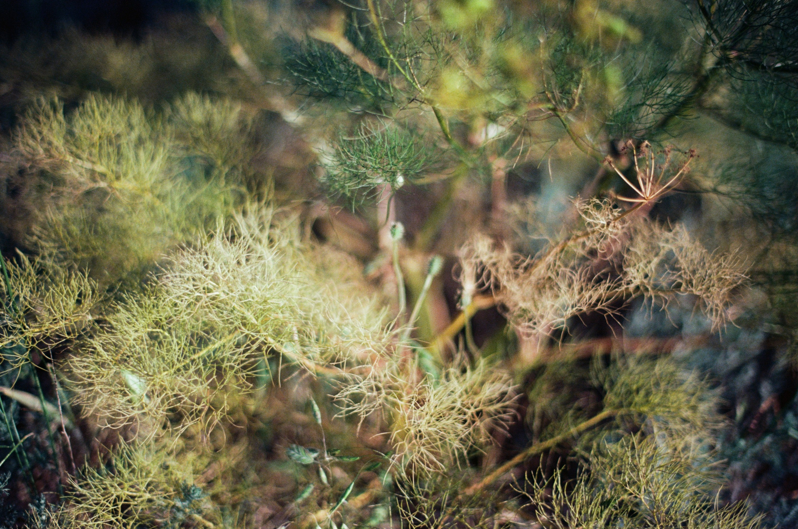 Kool-aid // ukraine, crimea. EVER EXPOSED