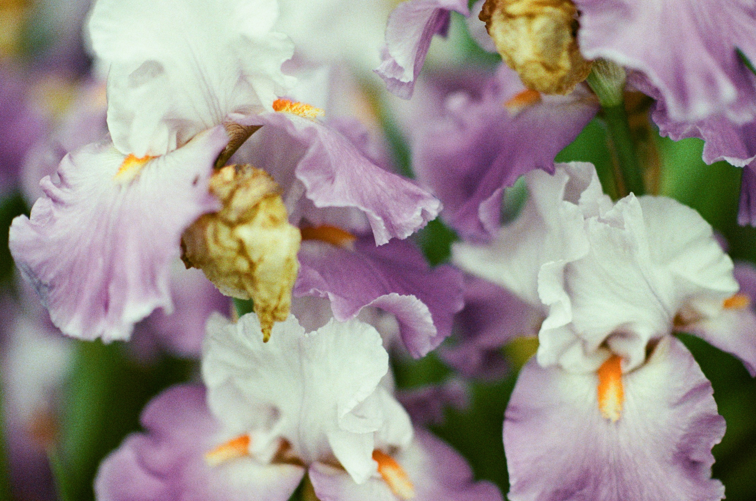 Pain shopping // ukraine, crimea IV. EVER EXPOSED