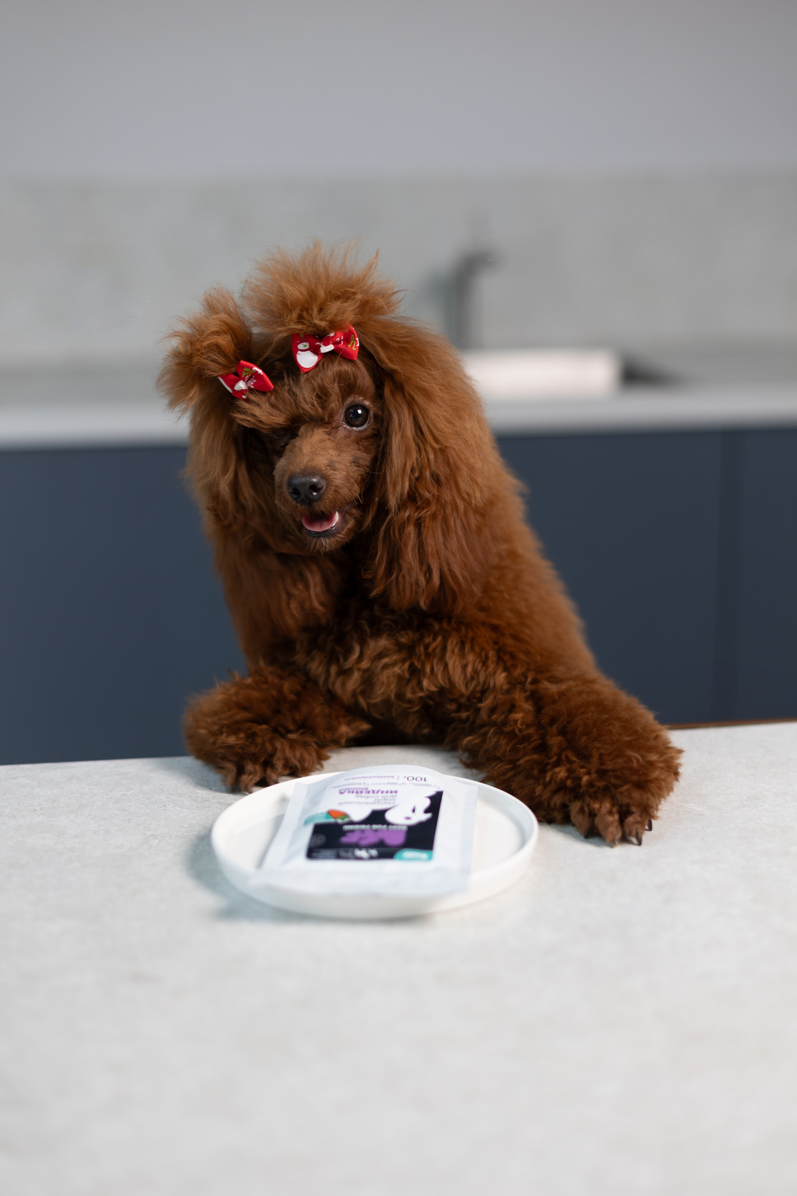 Best for friend (BFF). Фотограф анималист Кристина Карпова, Москва