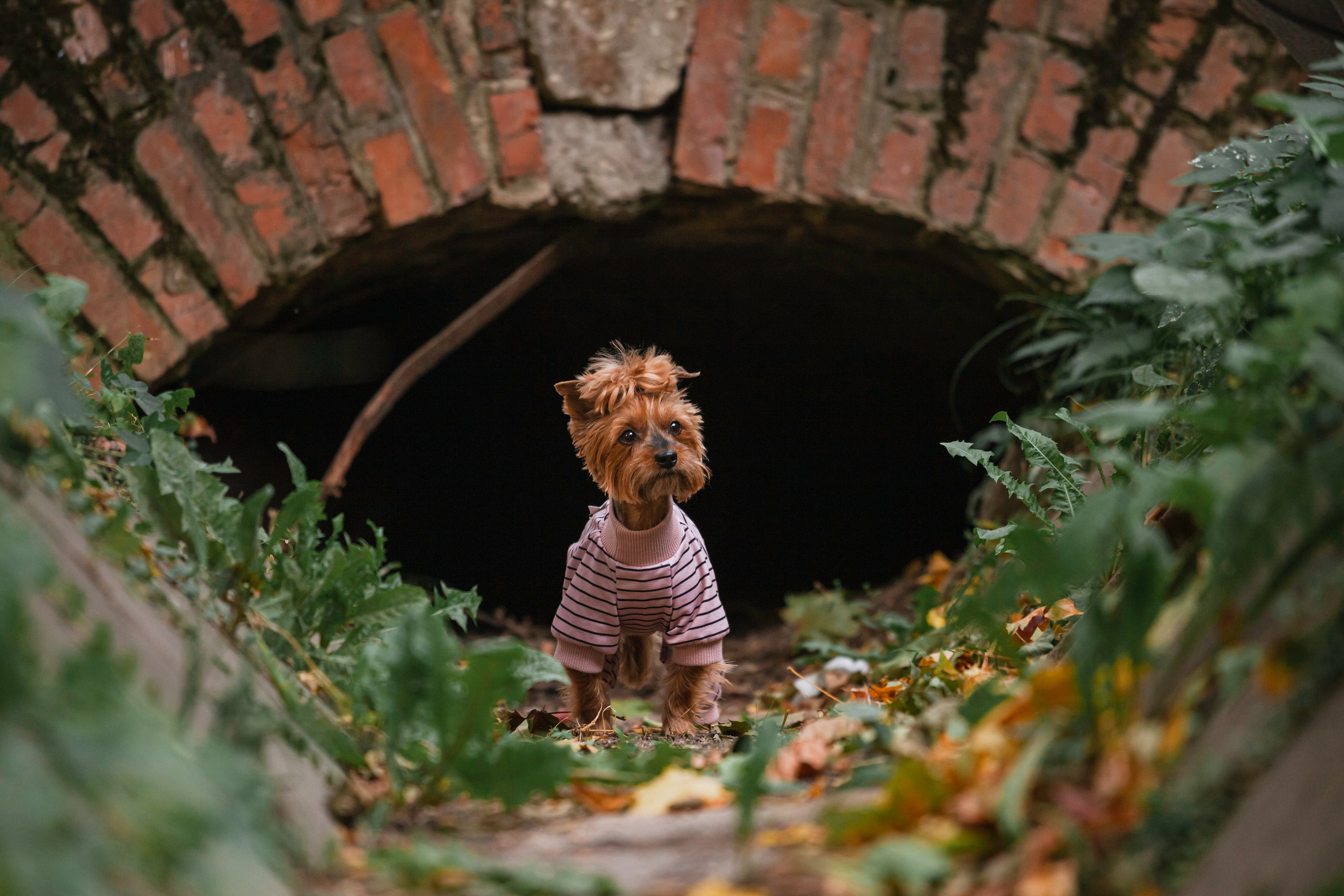 Катя и Моня. Фотограф-анималист Татьяна Степанова