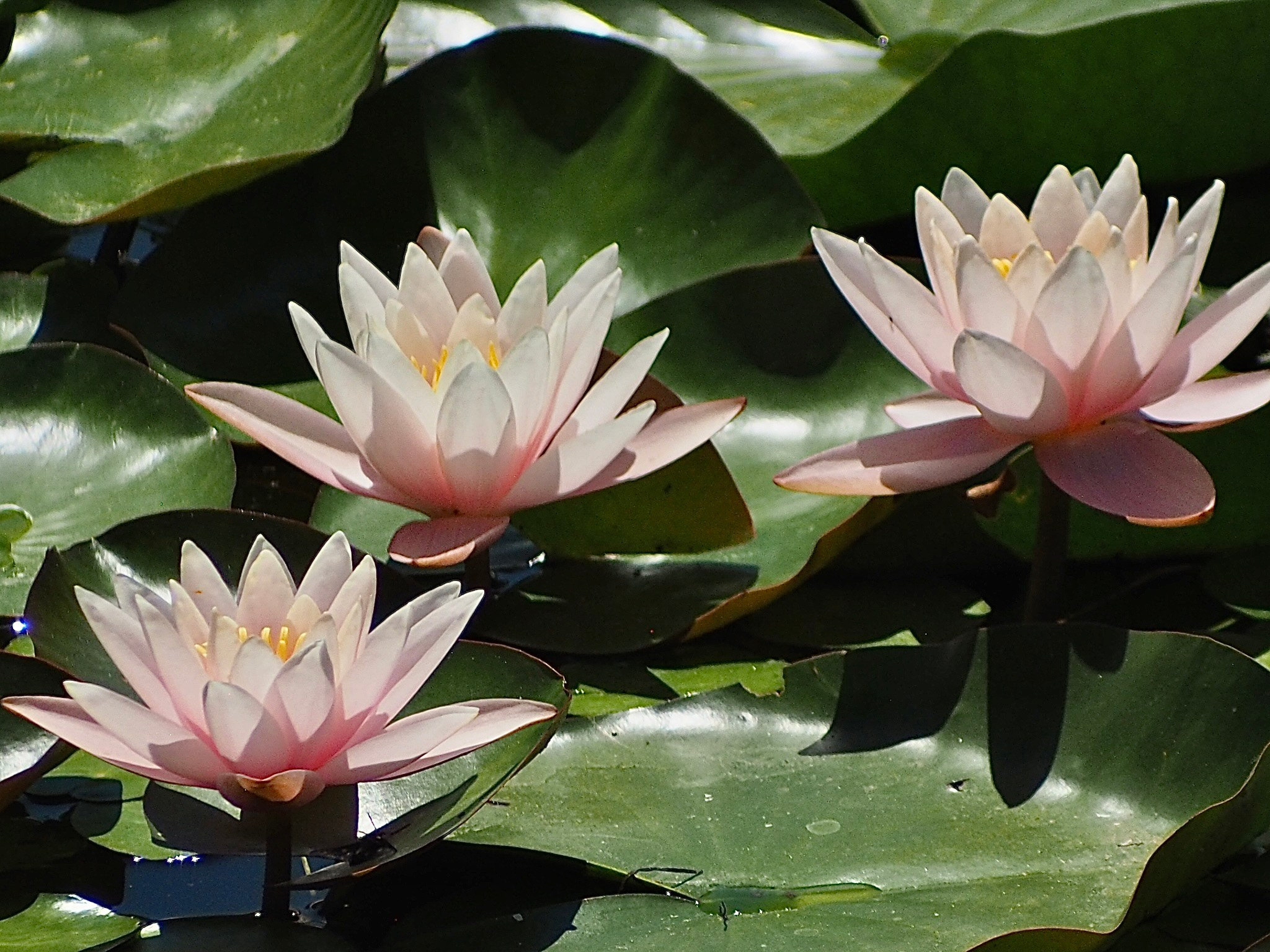 Флора и фауна. Смотри, красота!