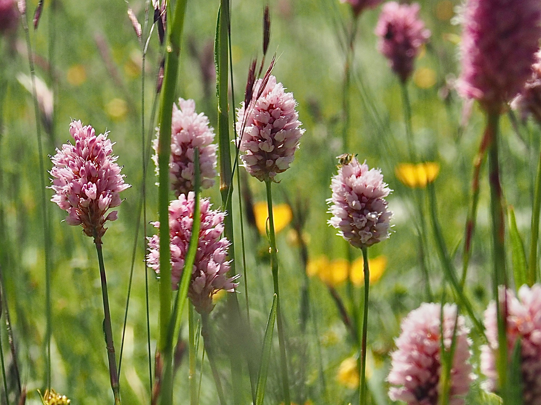 Флора и фауна. Смотри, красота!