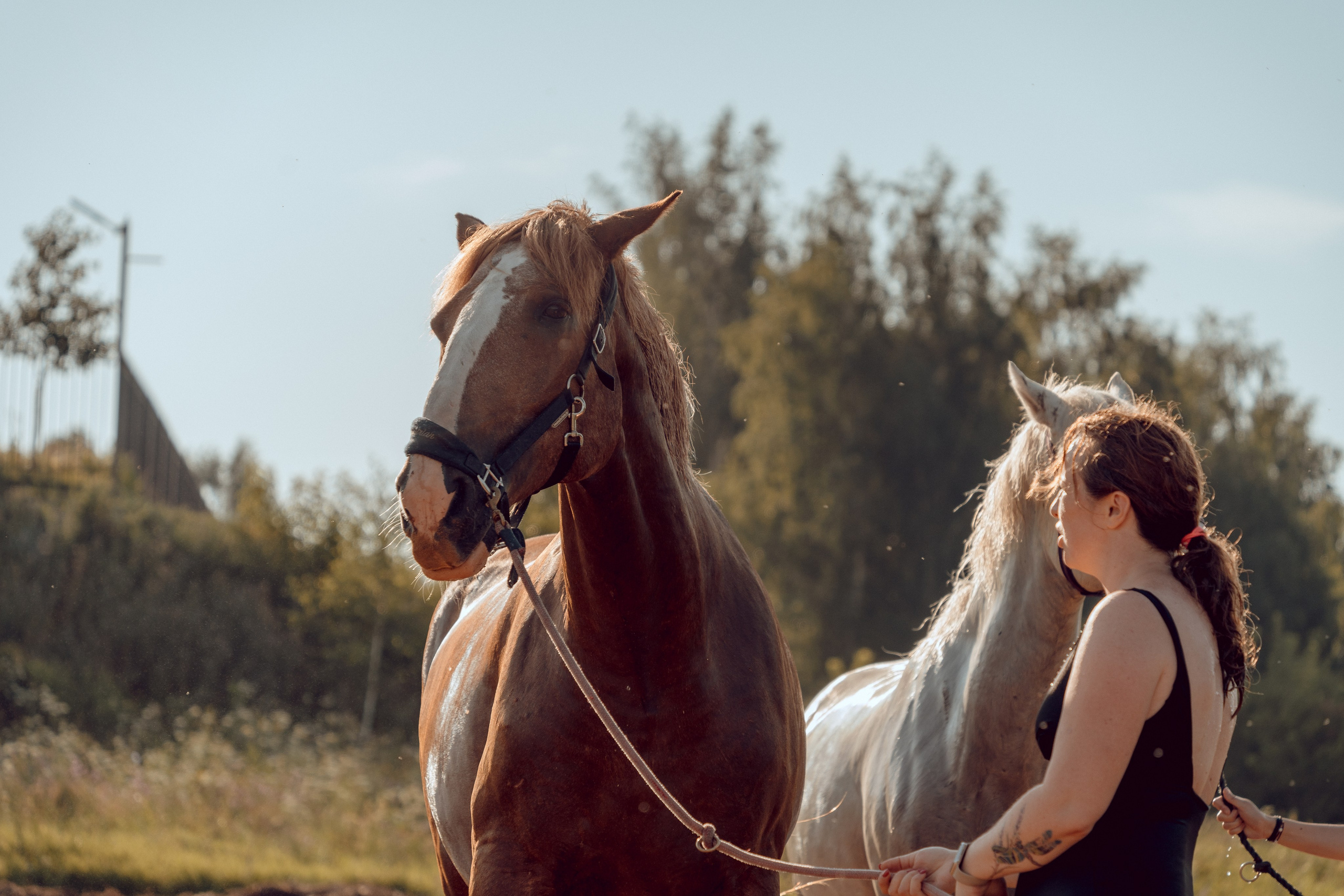 Купание лошадей 05.07.2024. Портретный и семейный фотограф в Москве/Видное