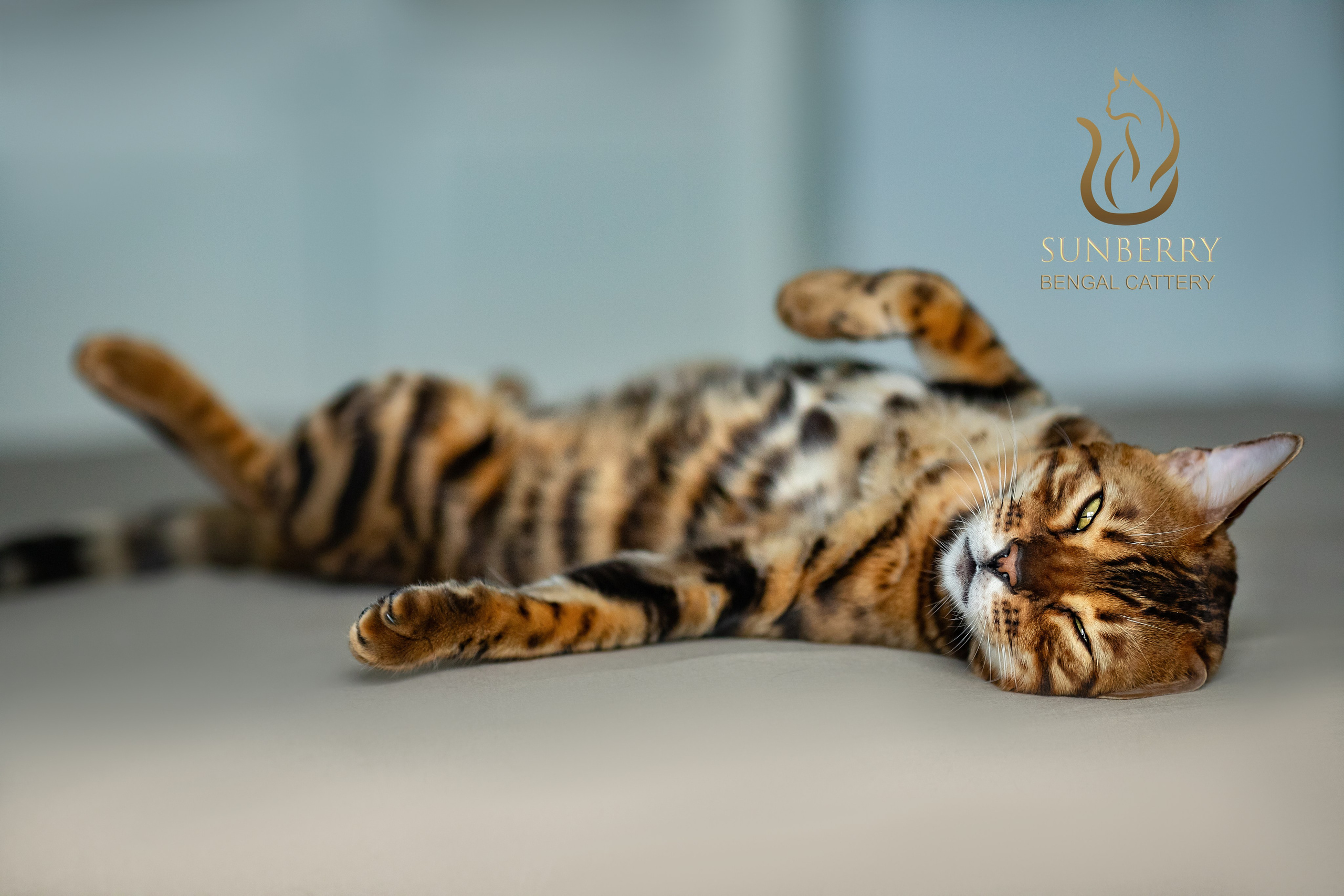 Питомник Бенгальских кошек Минск