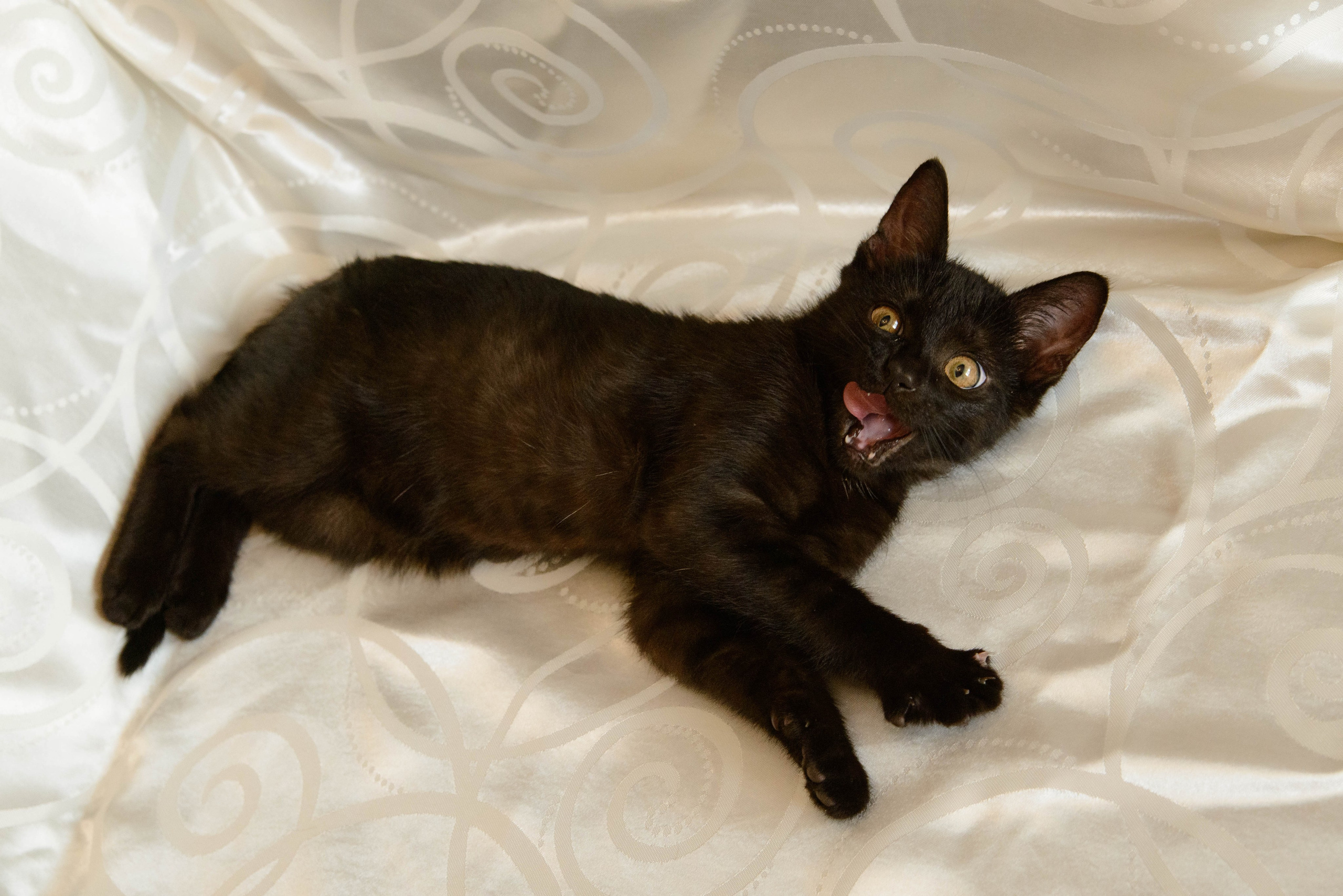Котёнок. Фотосессии