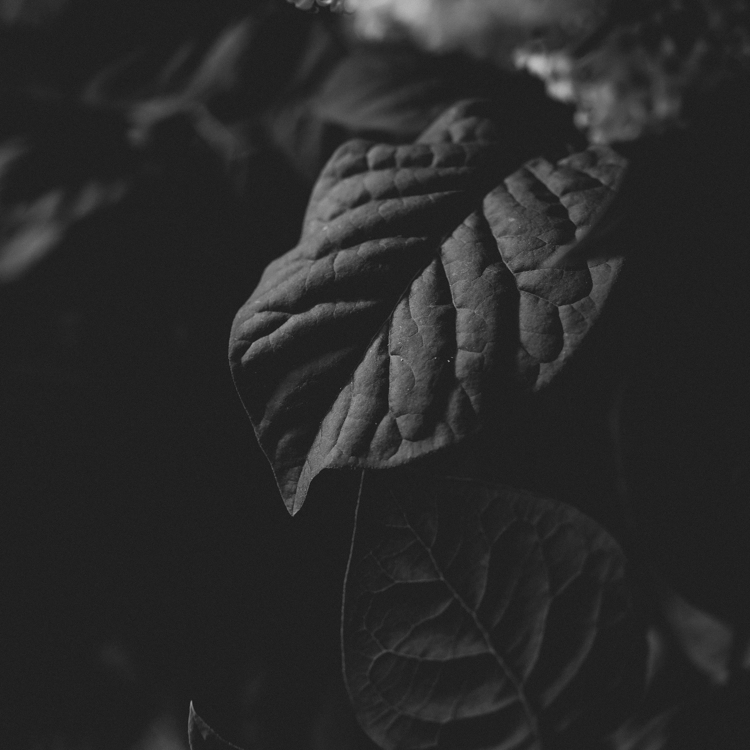 В лесу. Фотограф Владимир Орлов