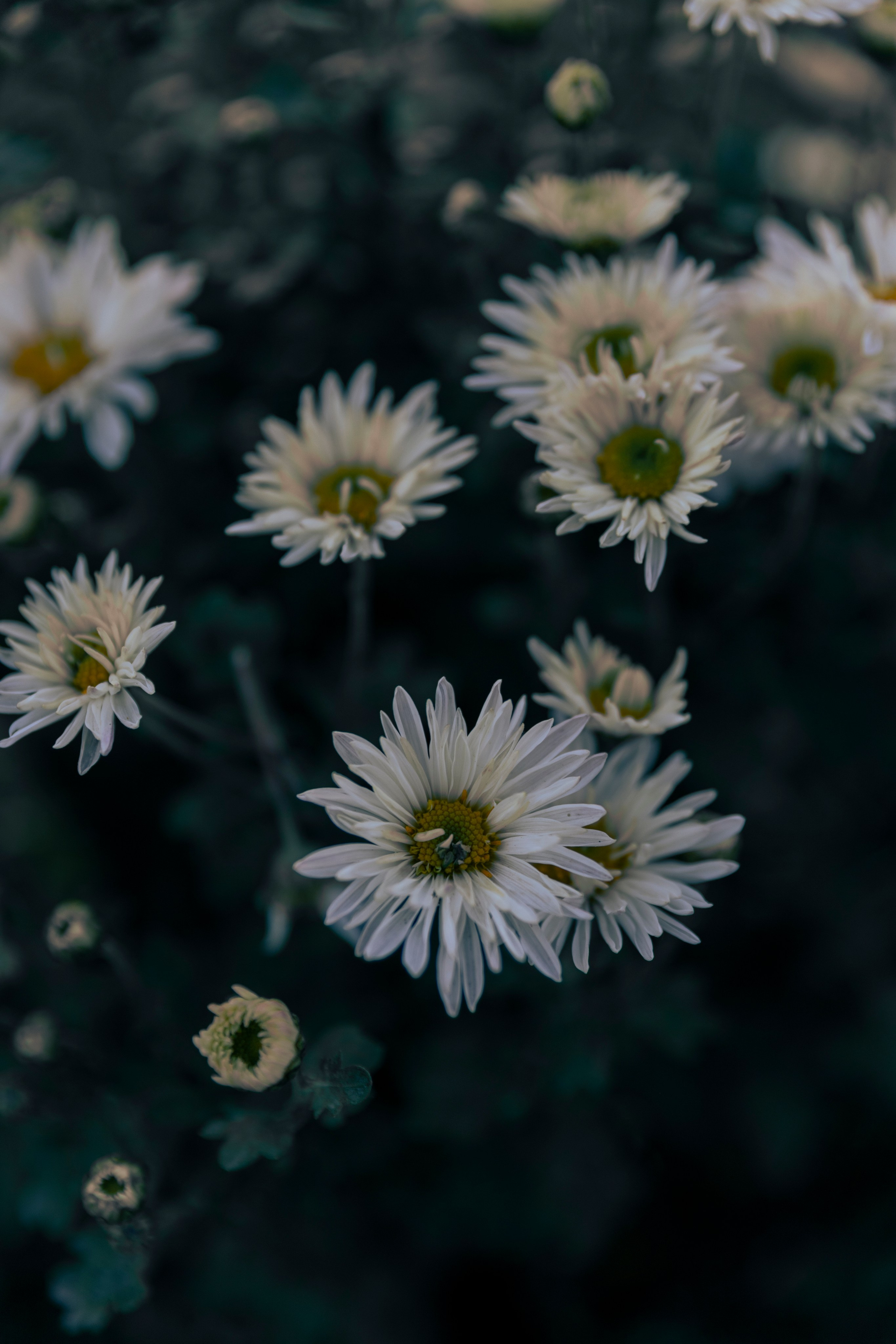 Настя Halloween. Фотограф Анастасия Горлач в Калининграде