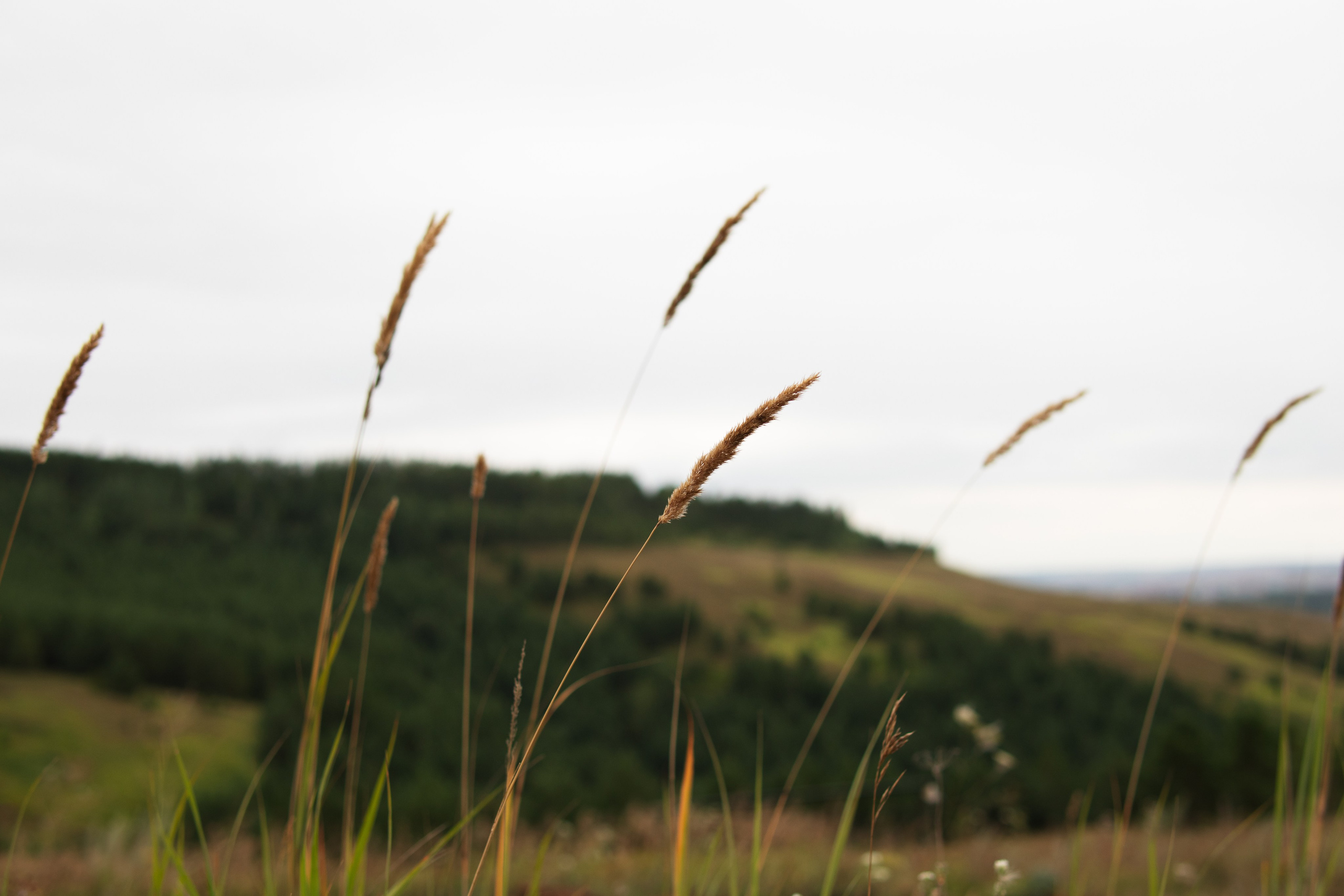 Фотосессия на природе летом. Фотограф и видеомейкер Анастасия Пестерева в Набережных Челнах