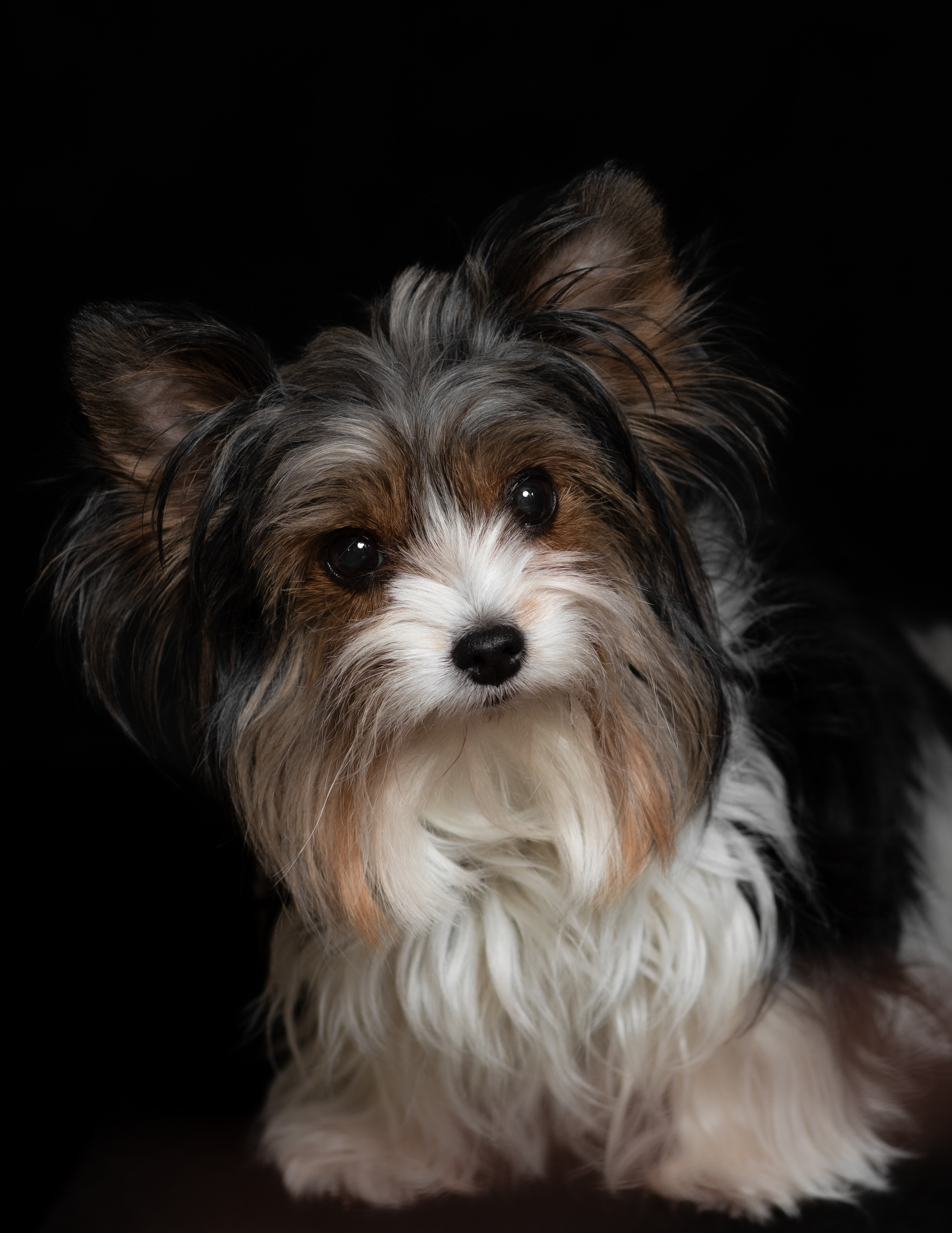 Фотосъемка фотосессия домашних животных собак кошек в Сургуте, пгт.Федоровский