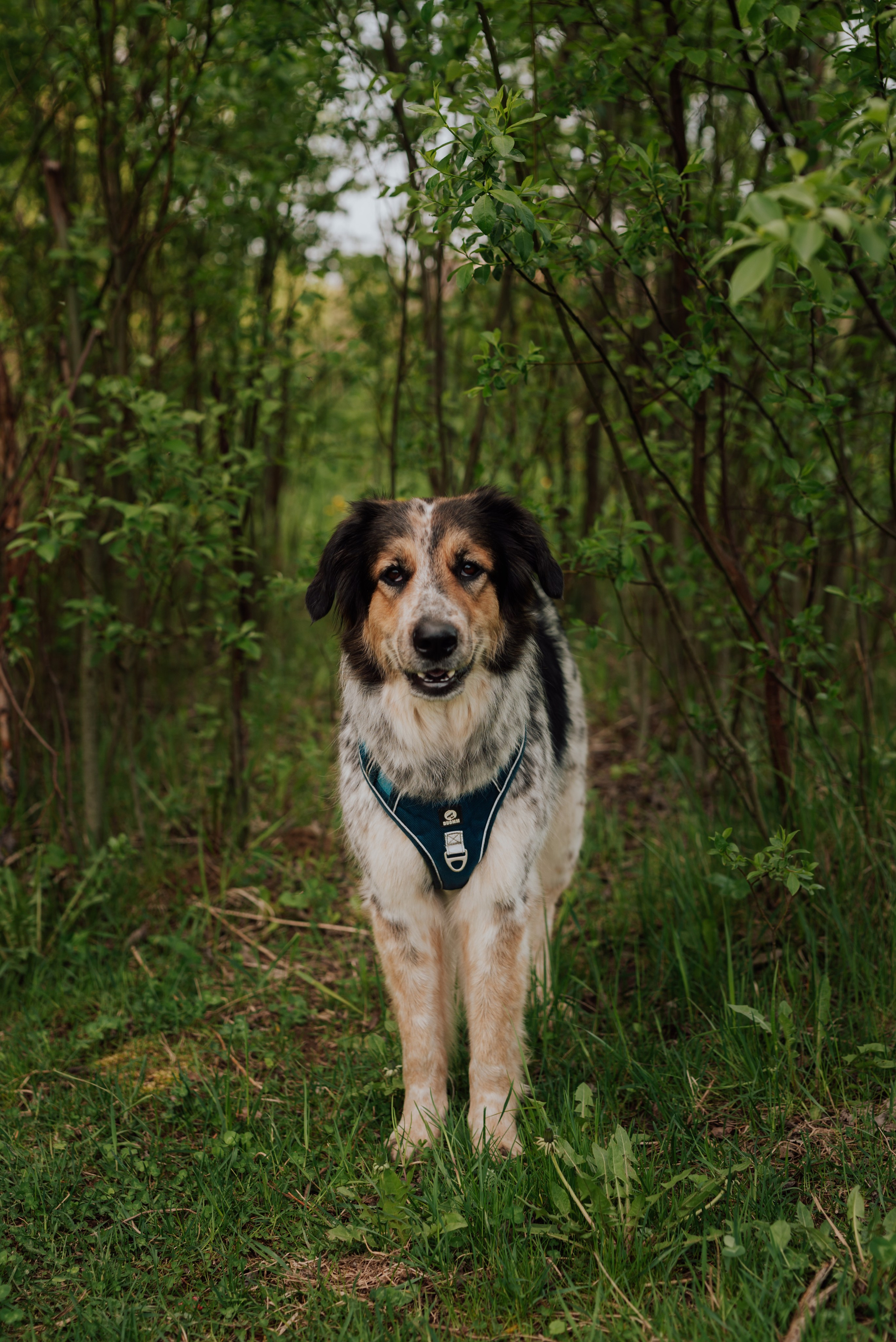 Фотовыходные с питомцами Мурино. Фотограф в Санкт-Петербурге и Ленинградской области