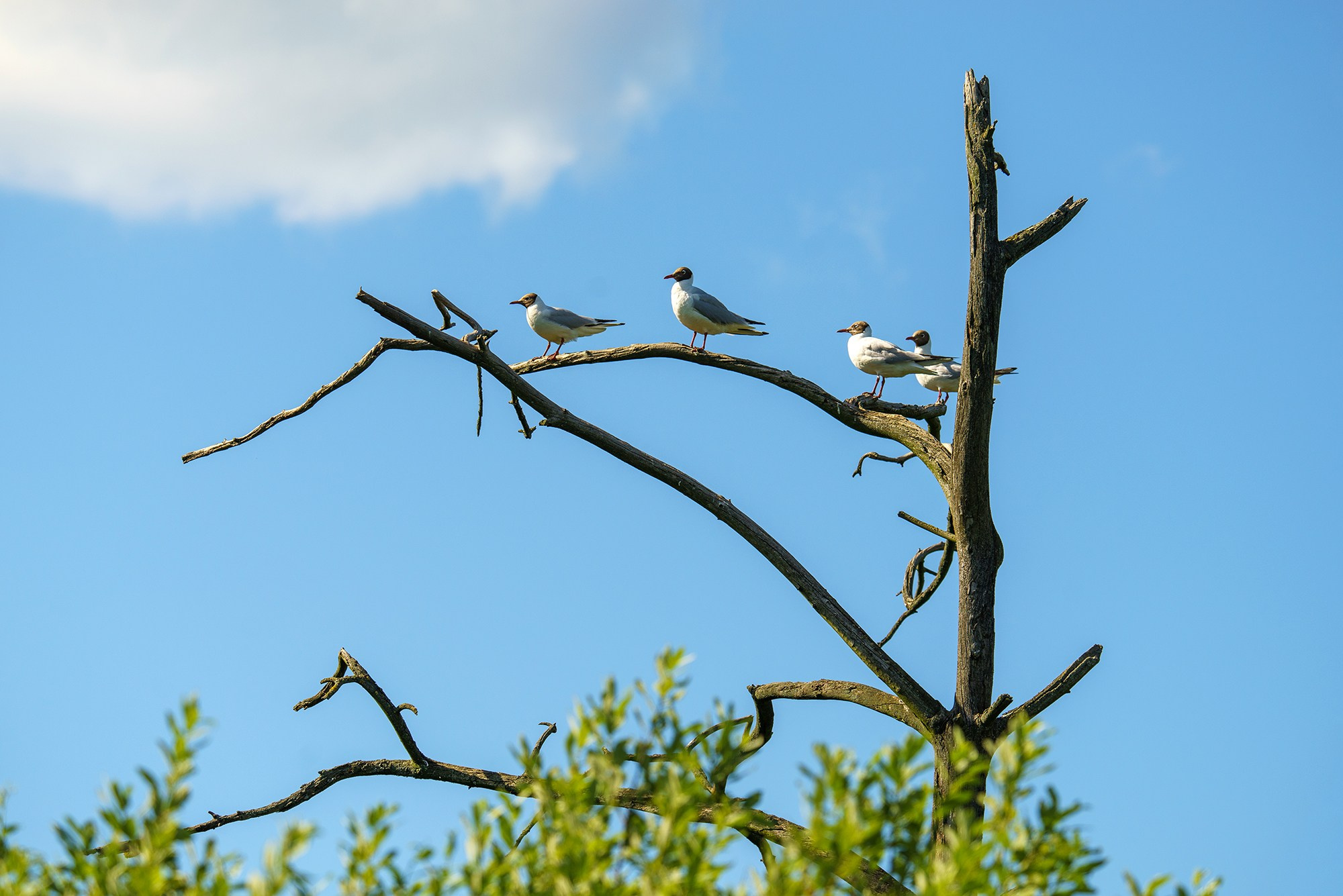 Удивительные мир птиц. Вокруг нас столько прекрасного — присмотритесь!. Ваш личный фотограф Марина Волкова