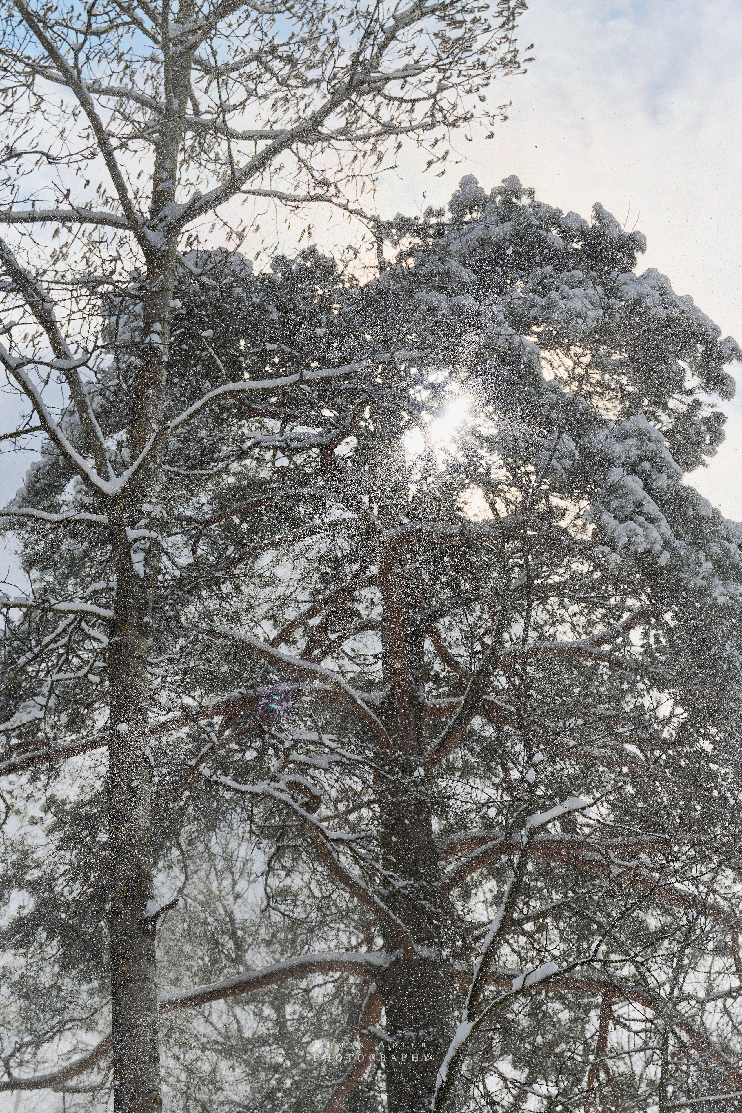 Апрельский снег. Москва 2025. Фотограф Роман Адлер