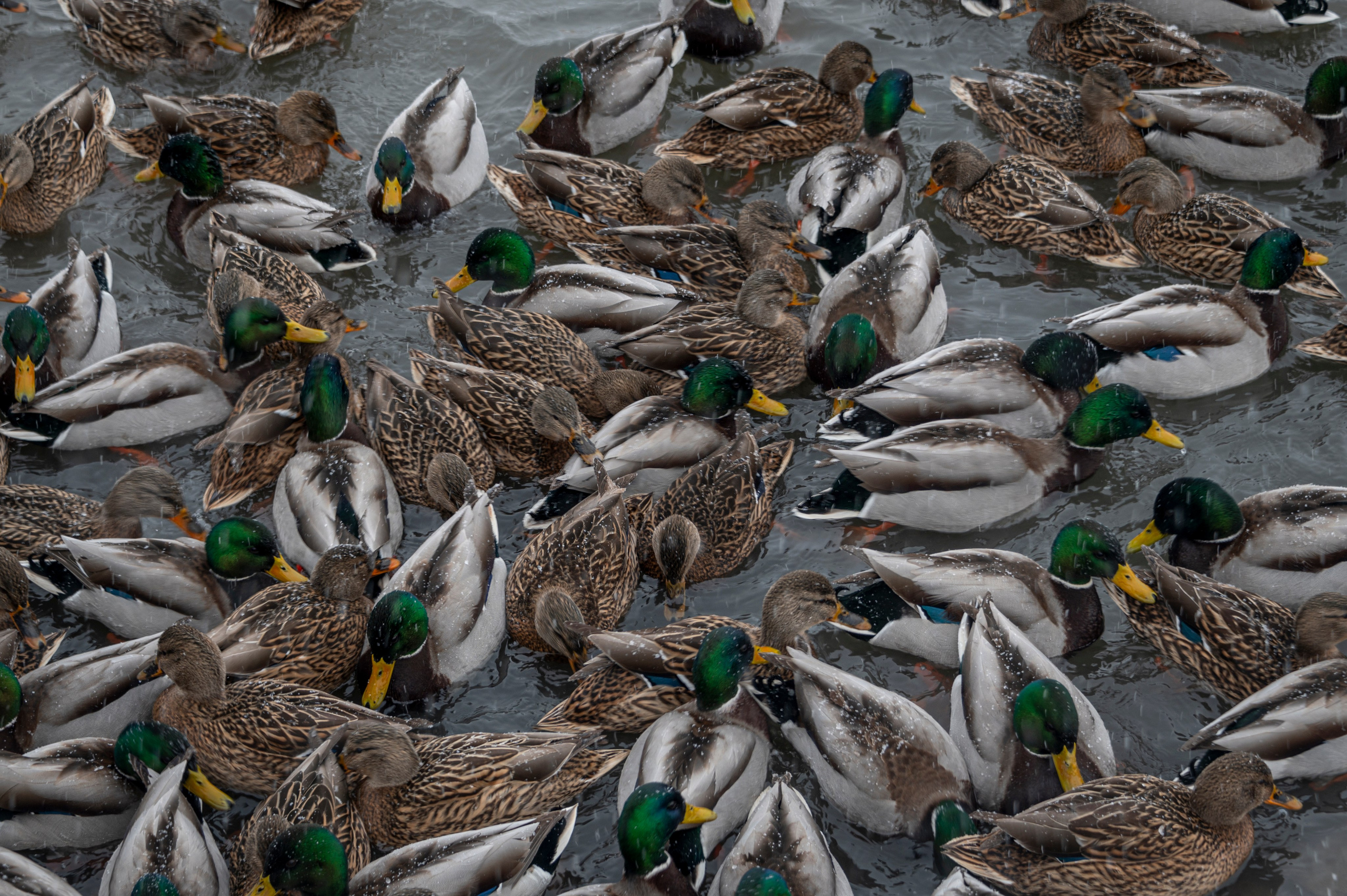 Саранск. Январь 2024. Фотограф Роман Адлер