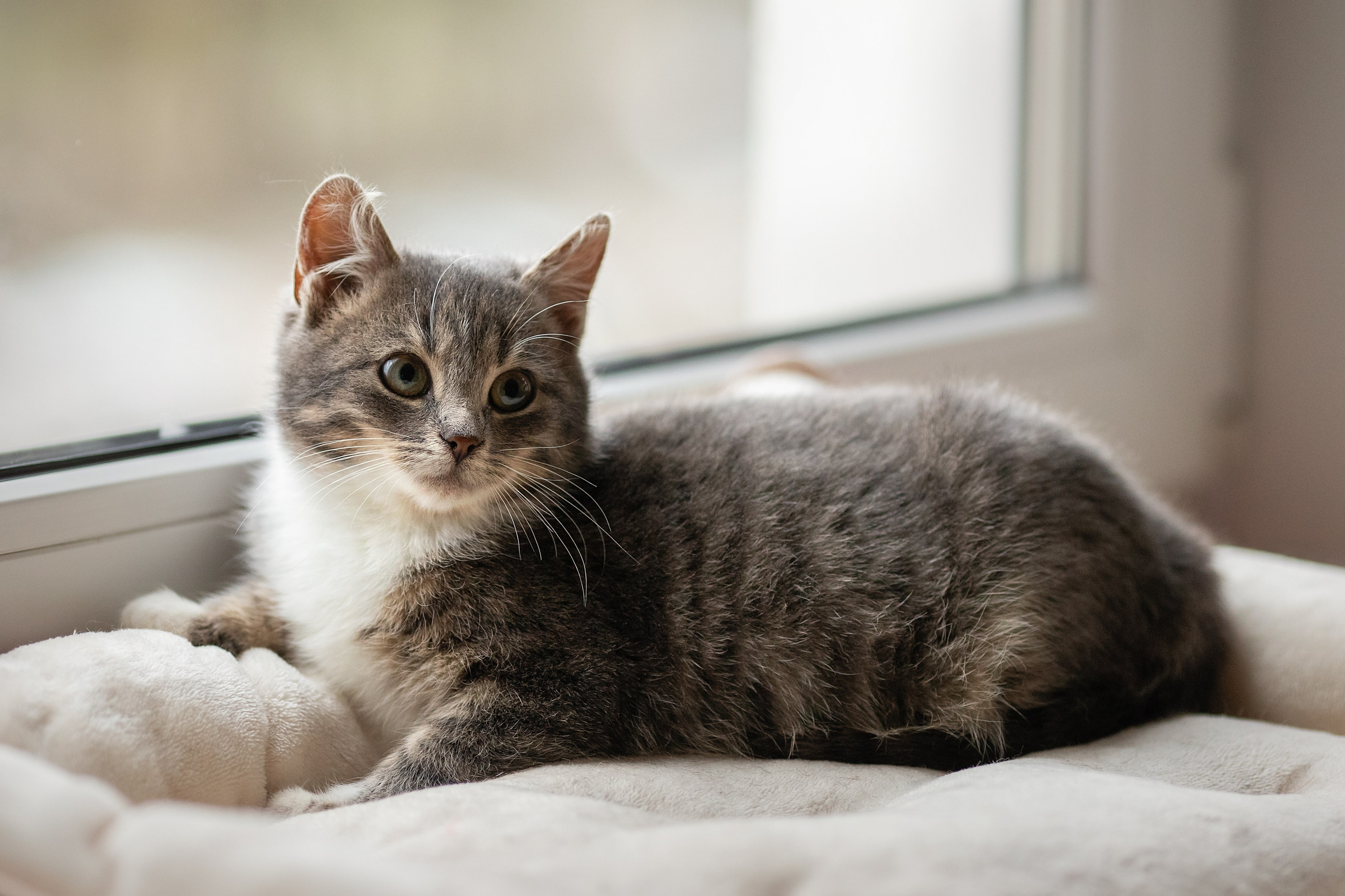 Котята в добрые руки. Арт фотограф в Минске Анастасия Корбут
