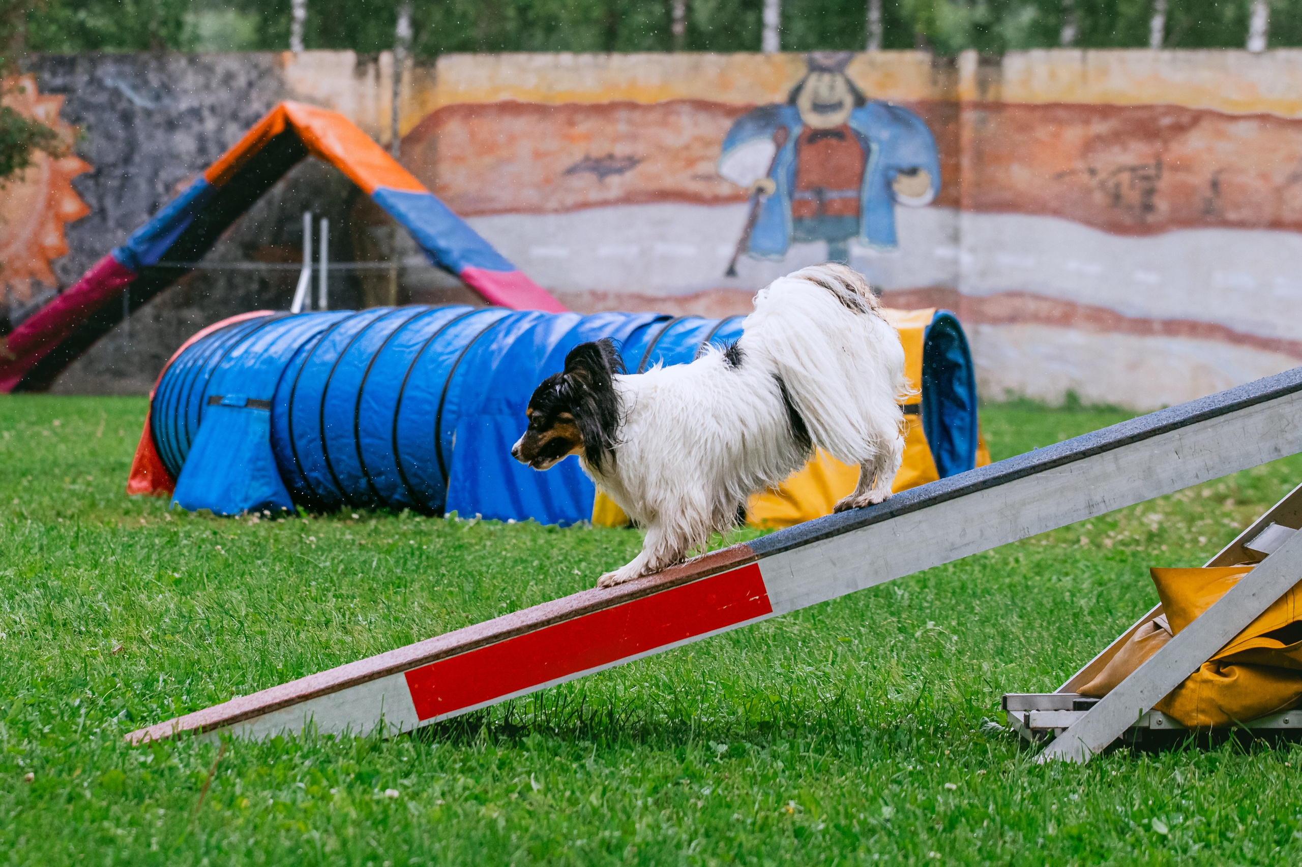 Соревнования по аджилити Долгопрудный 30.06.2025. Фотограф-анималист Татьяна Степанова