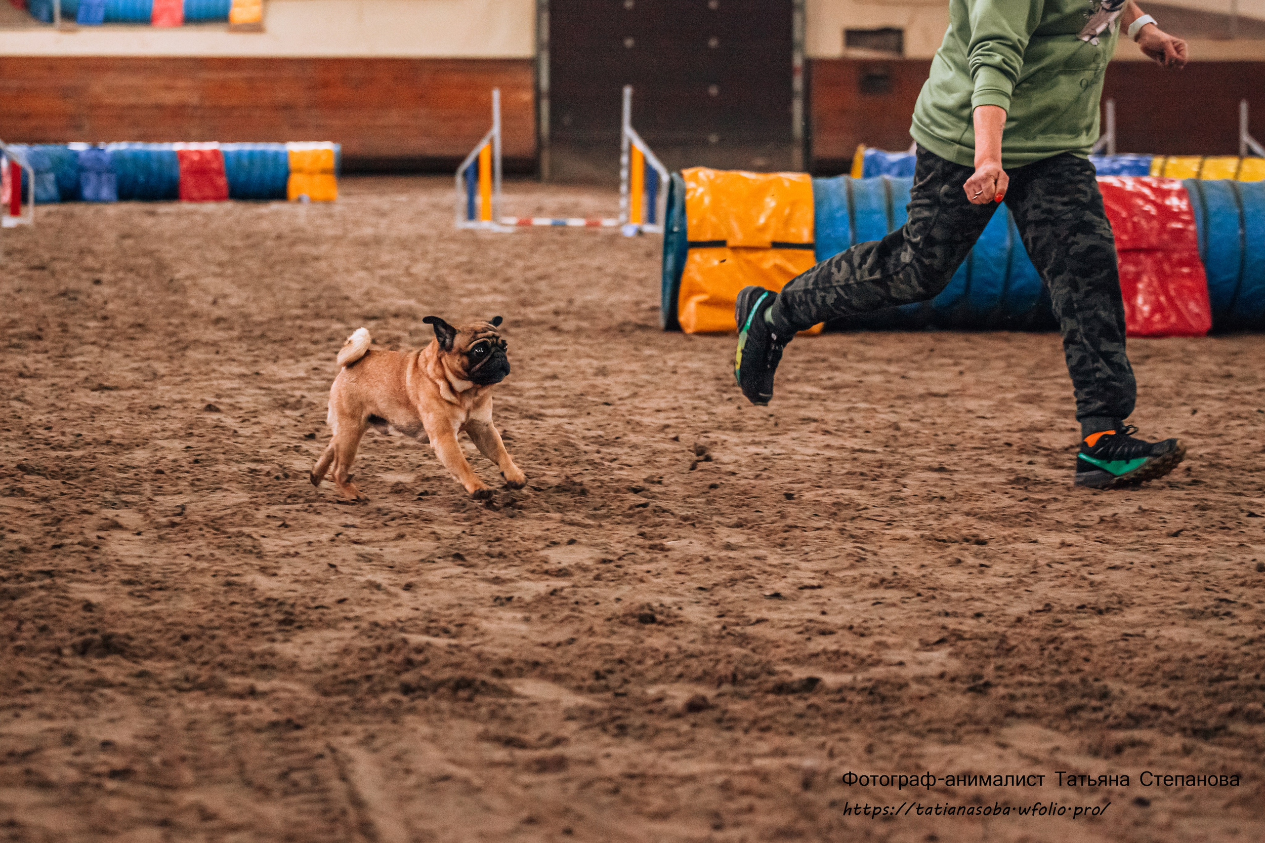 Соревнования по Аджилити 25.02.2024. Фотограф-анималист Татьяна Степанова