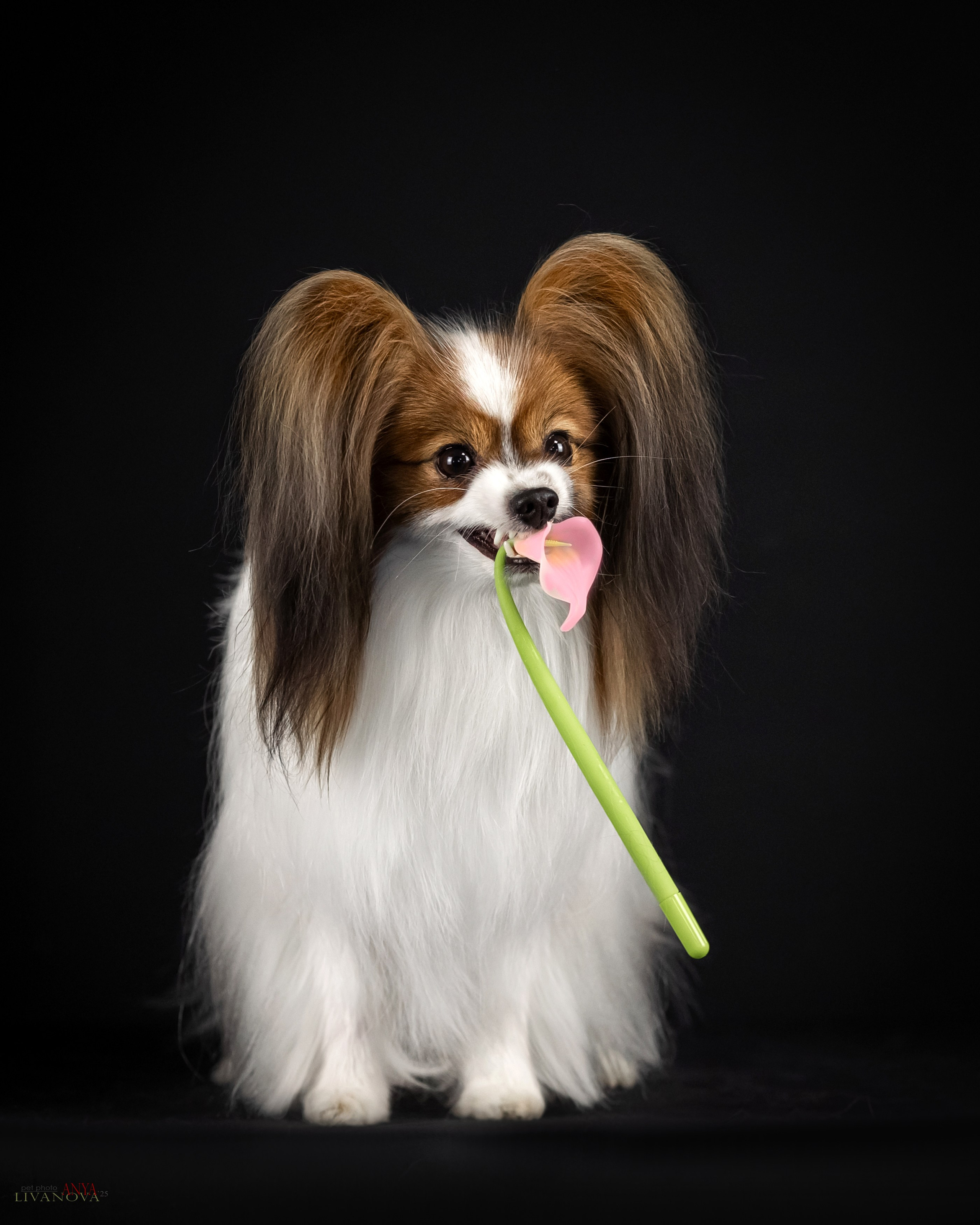 Флай. Фотограф анималист Аня Ливанова | Рыбинск