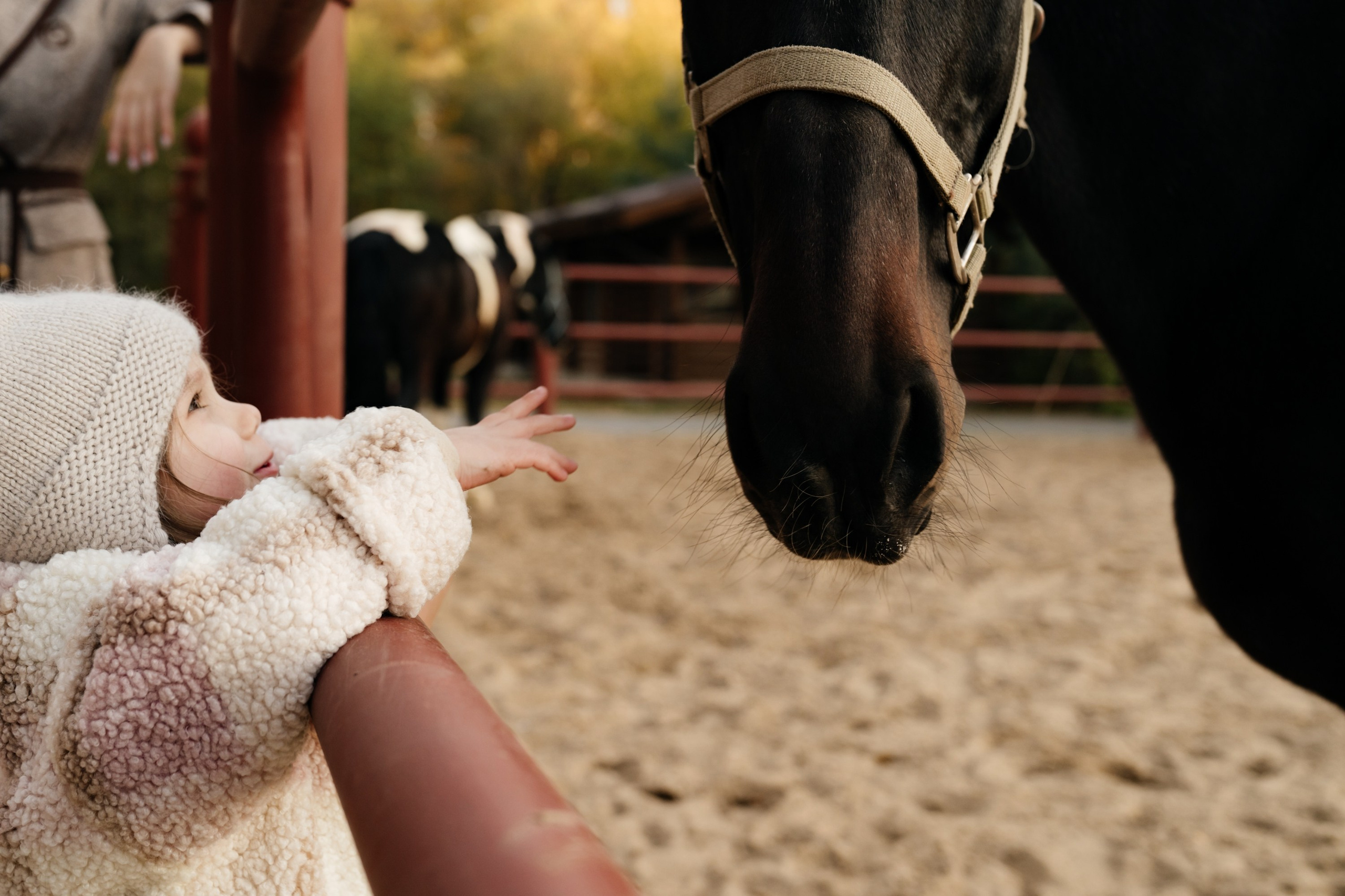 Конюшня. Семейный и женский фотограф в Белгороде Мария Алексеева