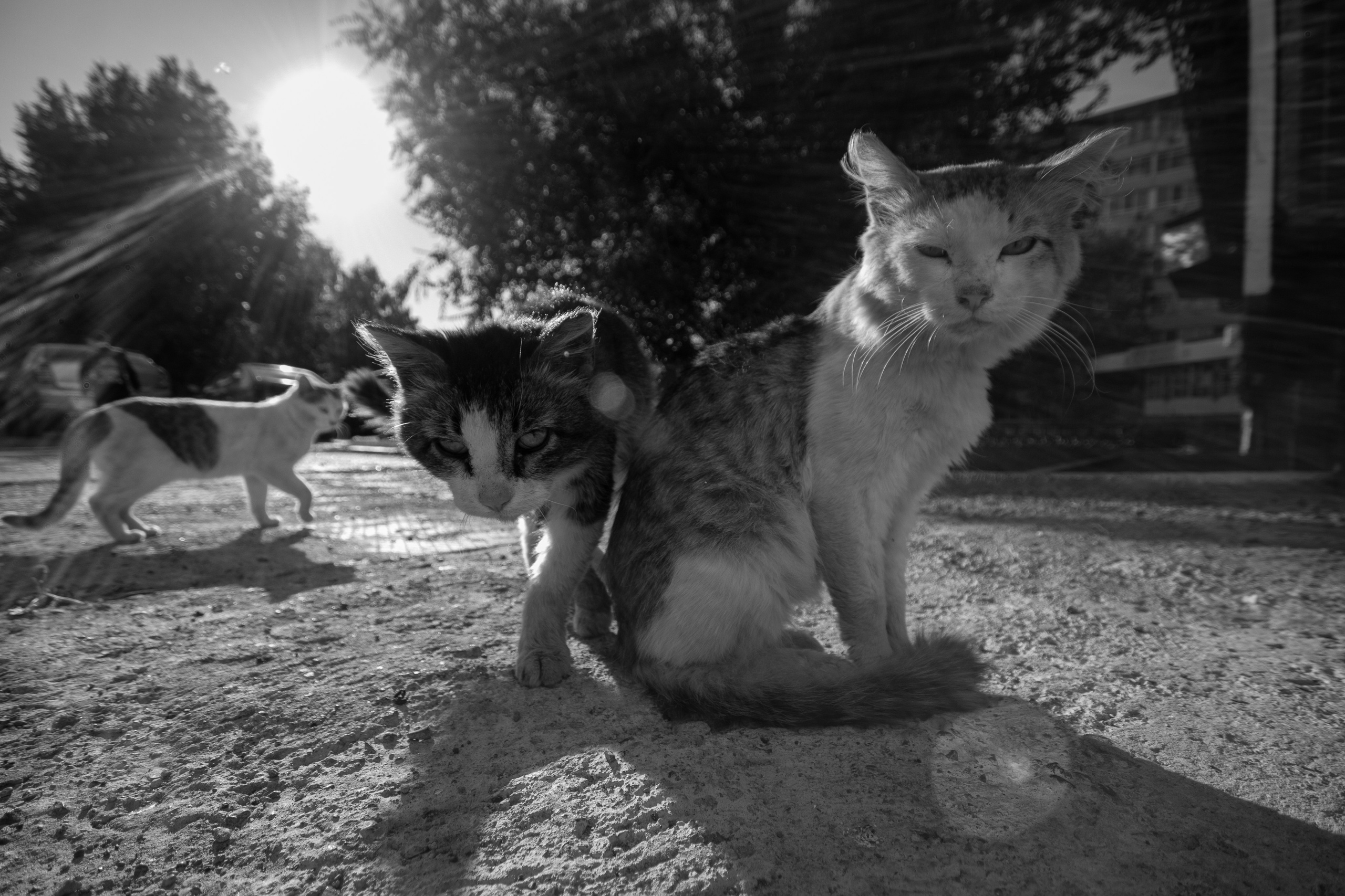 ЧЕРНО-БЕЛЫЕ ФОТОГРАФИИ. Никита Аничкин фото и видео оператор из России