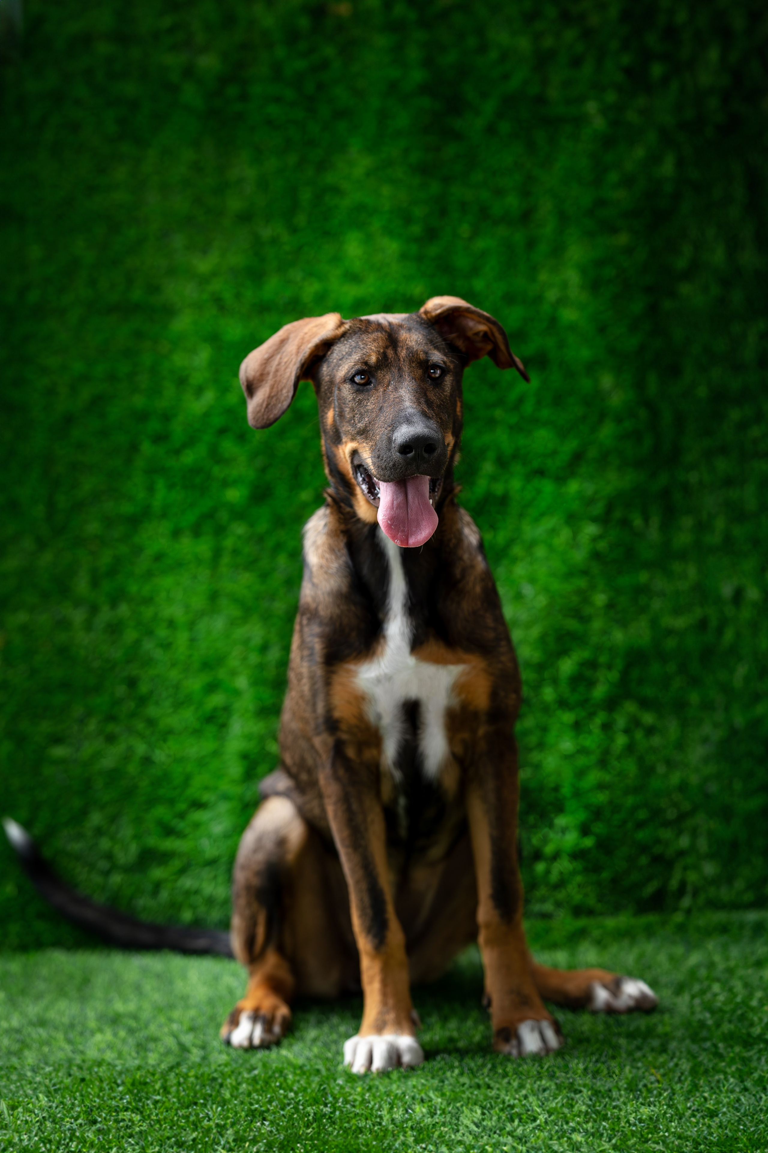 Мини-приют «Возрождение». Ирина Голомб|Фотограф-анималист в  Сочи и Калининграде