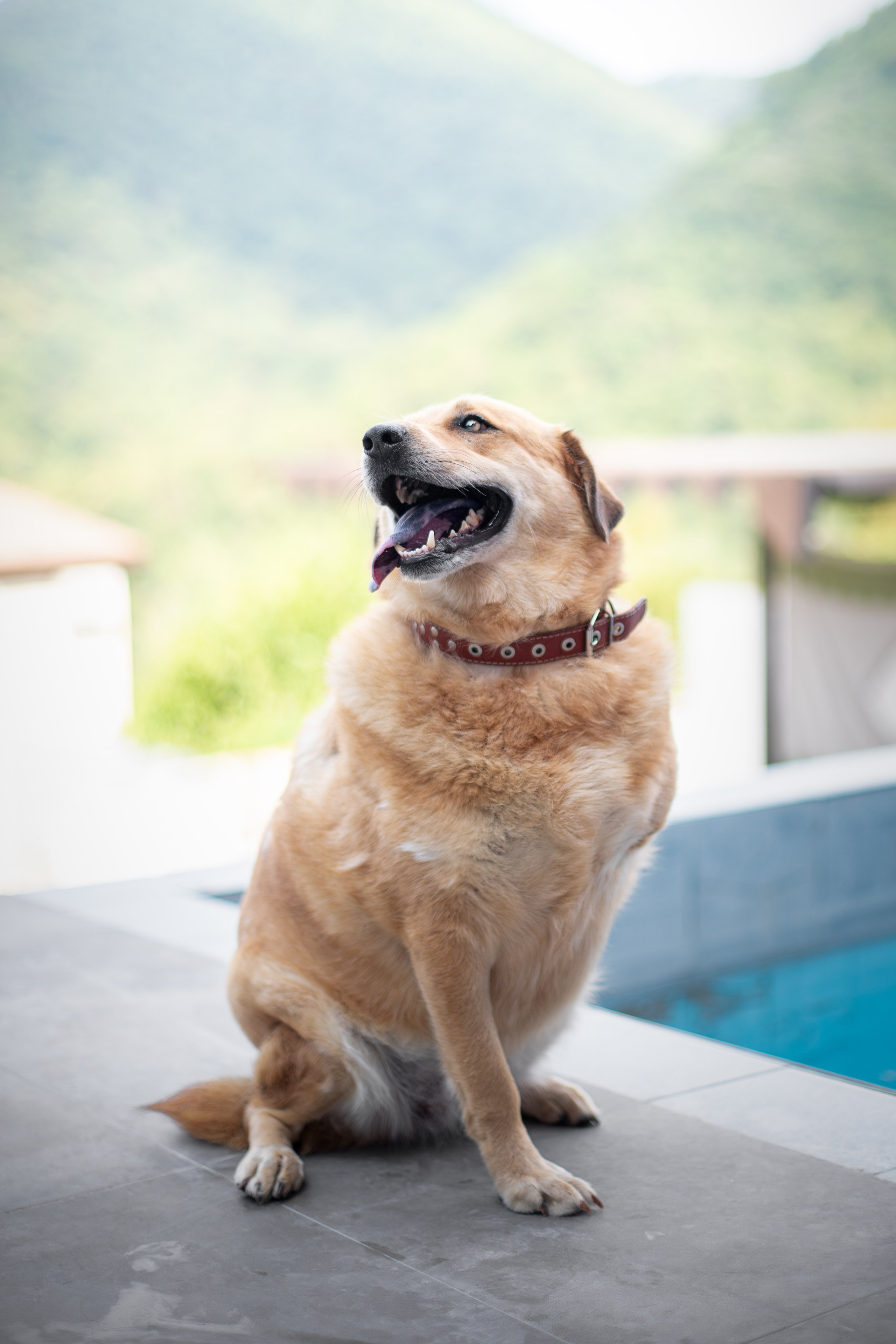Мини-приют «Возрождение». Ирина Голомб|Фотограф-анималист в  Сочи и Калининграде