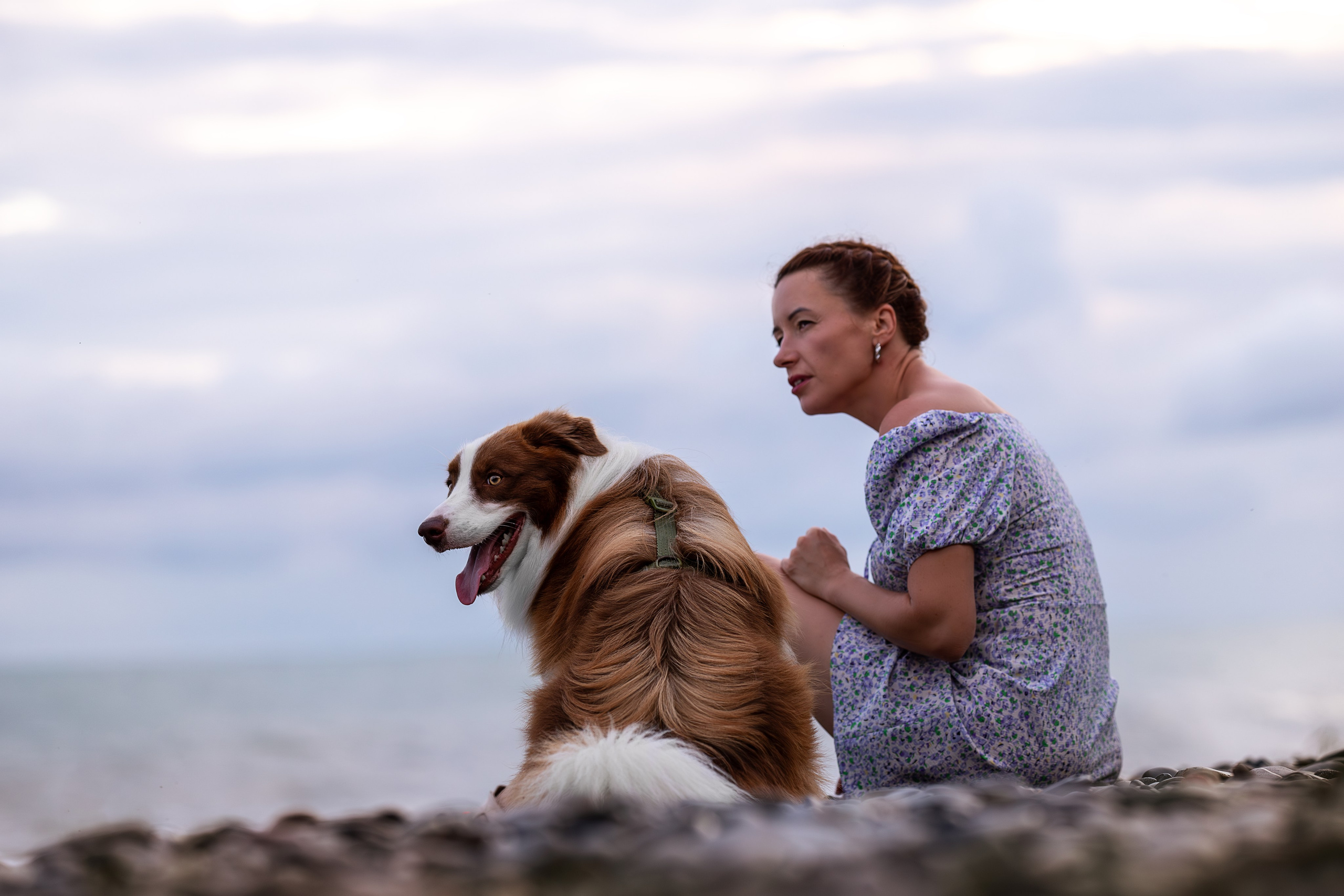 Нолан, Бордер-колли. Ирина Голомб|Фотограф-анималист в  Сочи и Калининграде