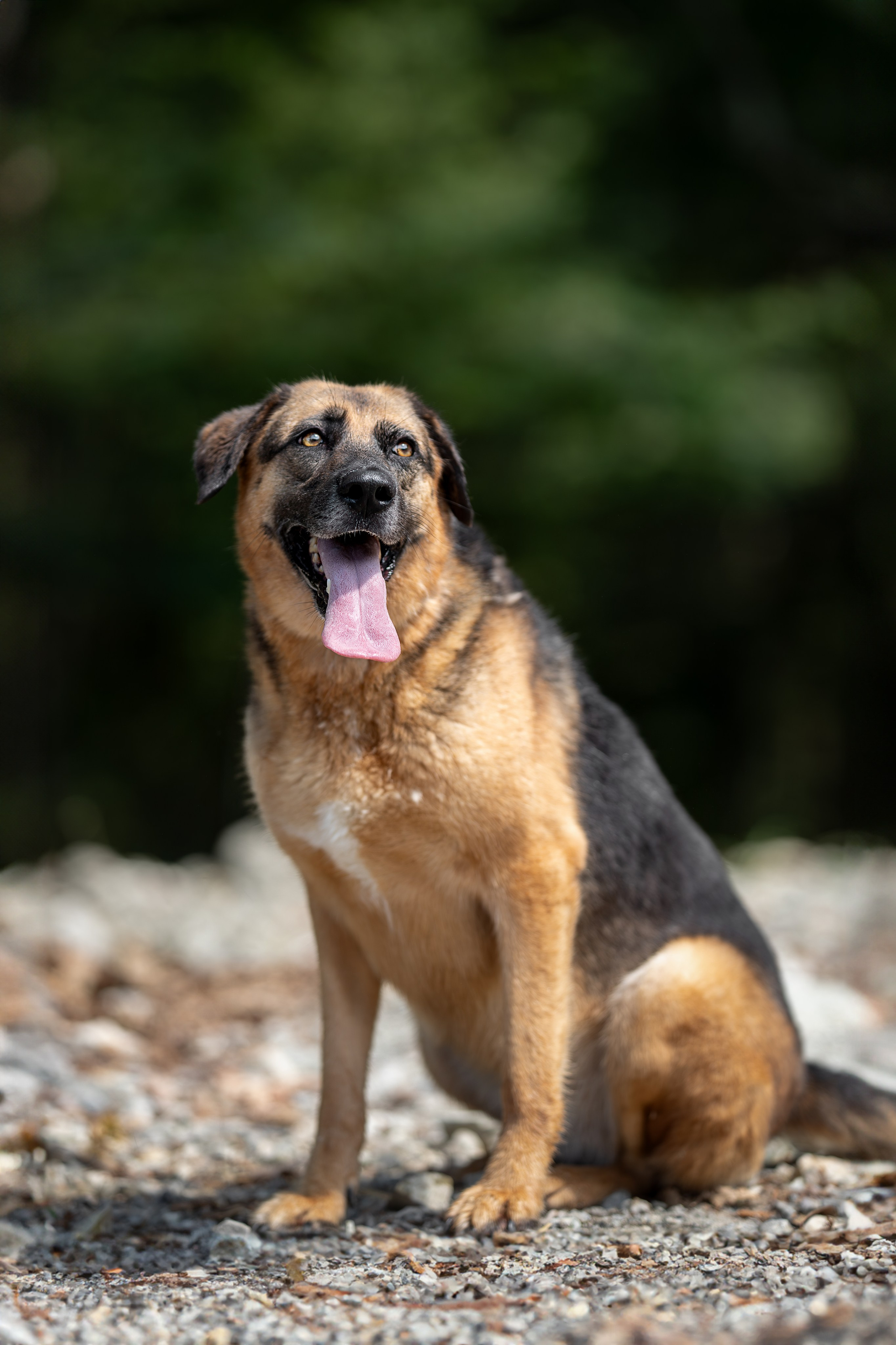 Мини-приют «Возрождение». Ирина Голомб|Фотограф-анималист в  Сочи и Калининграде