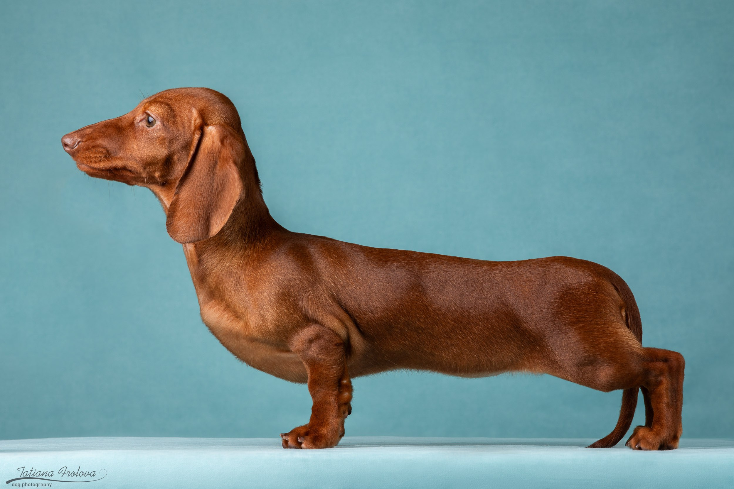 Съемка щенков таксы в минималистичном стиле. Фотограф-анималист в Москве и Московской области Татьяна Фролова