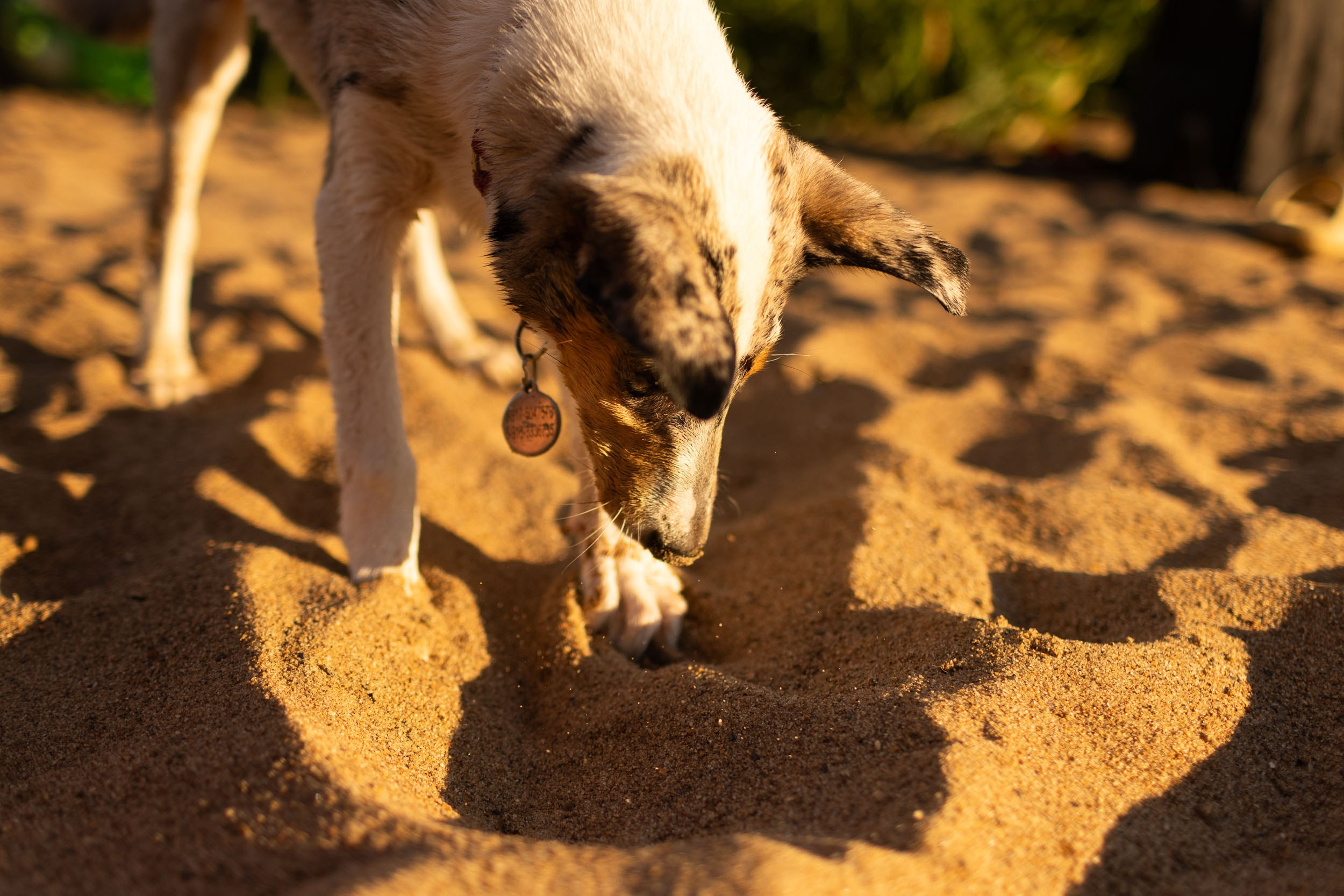 Купание щенков в стиле лайфстайл. Фотограф-анималист в Москве и Московской области Татьяна Фролова