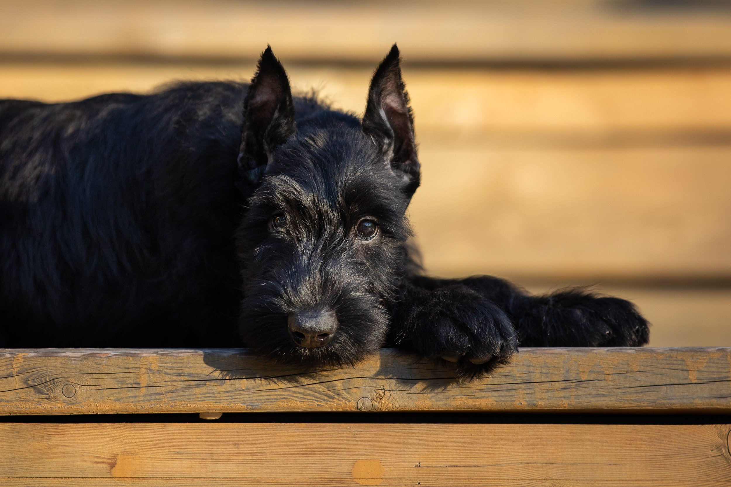 Уличная съемка щенков ризеншнауцера. Фотограф-анималист в Москве и Московской области Татьяна Фролова