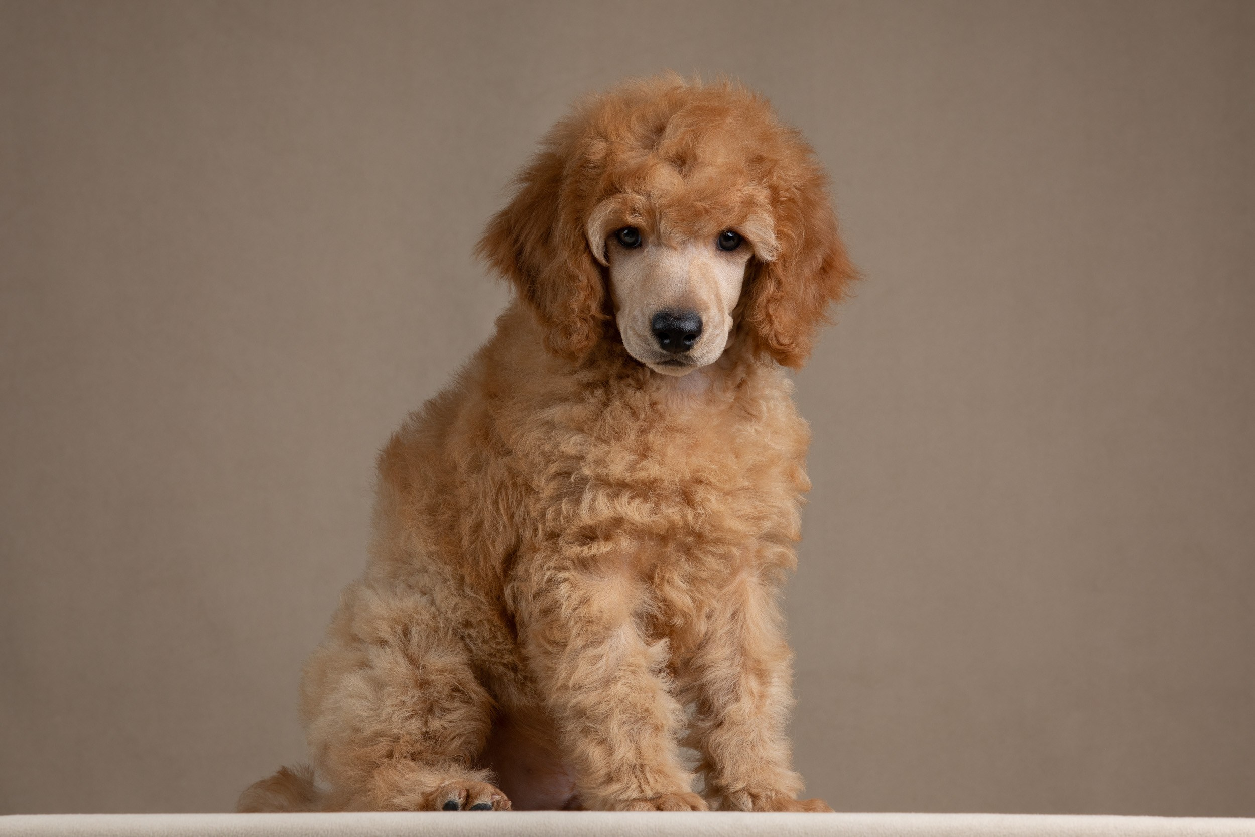 Фотосессия для щенков пуделя с выездом в Щербинку. Фотограф-анималист в Москве и Московской области Татьяна Фролова