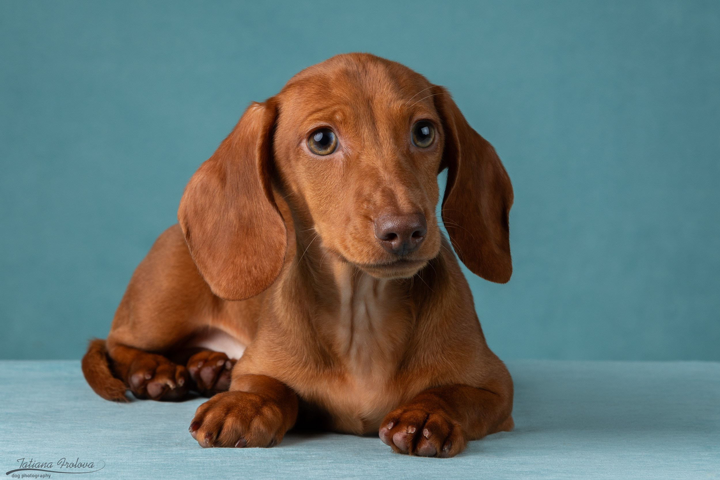 Съемка щенков таксы в минималистичном стиле. Фотограф-анималист в Москве и Московской области Татьяна Фролова