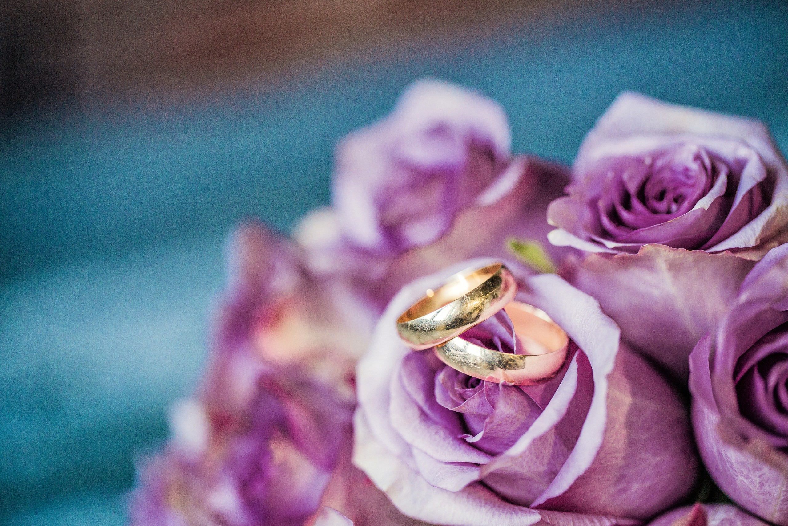 обручальные кольца лежат на бутоне сиреневой розы в букете