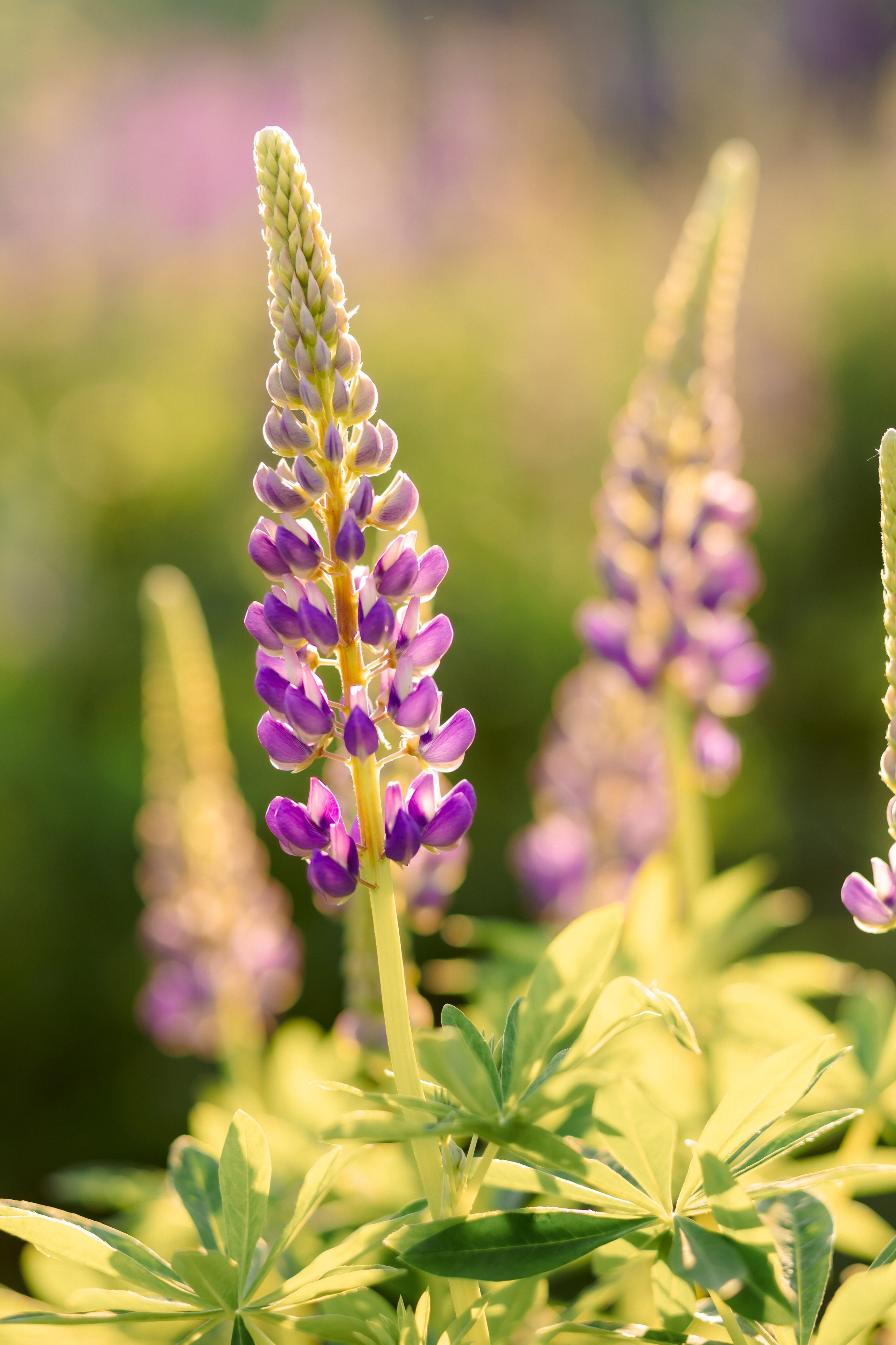 Фотосессия в люпинах. Зотова Алена — семейный и женский фотограф в Зеленограде