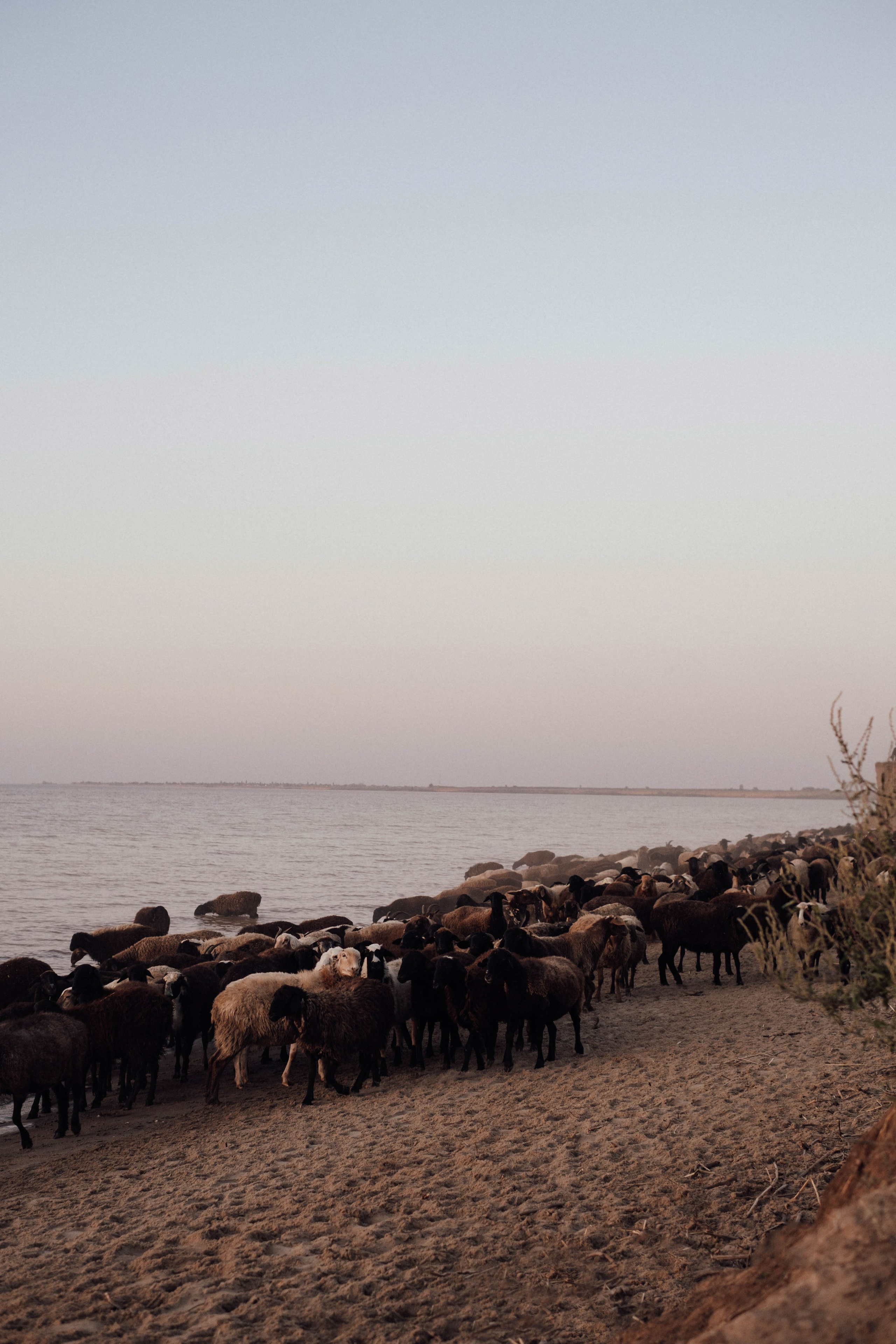 Лера + Андрей + Филипп. Свадебный и семейный фотограф г. Волгоград Биленко Ангелина